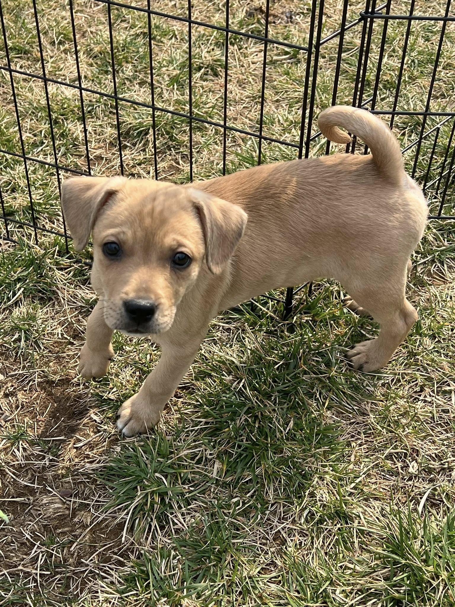 Enlarge Taco, a ADOPTABLE mixed breed in Knoxville, TN image 4/4