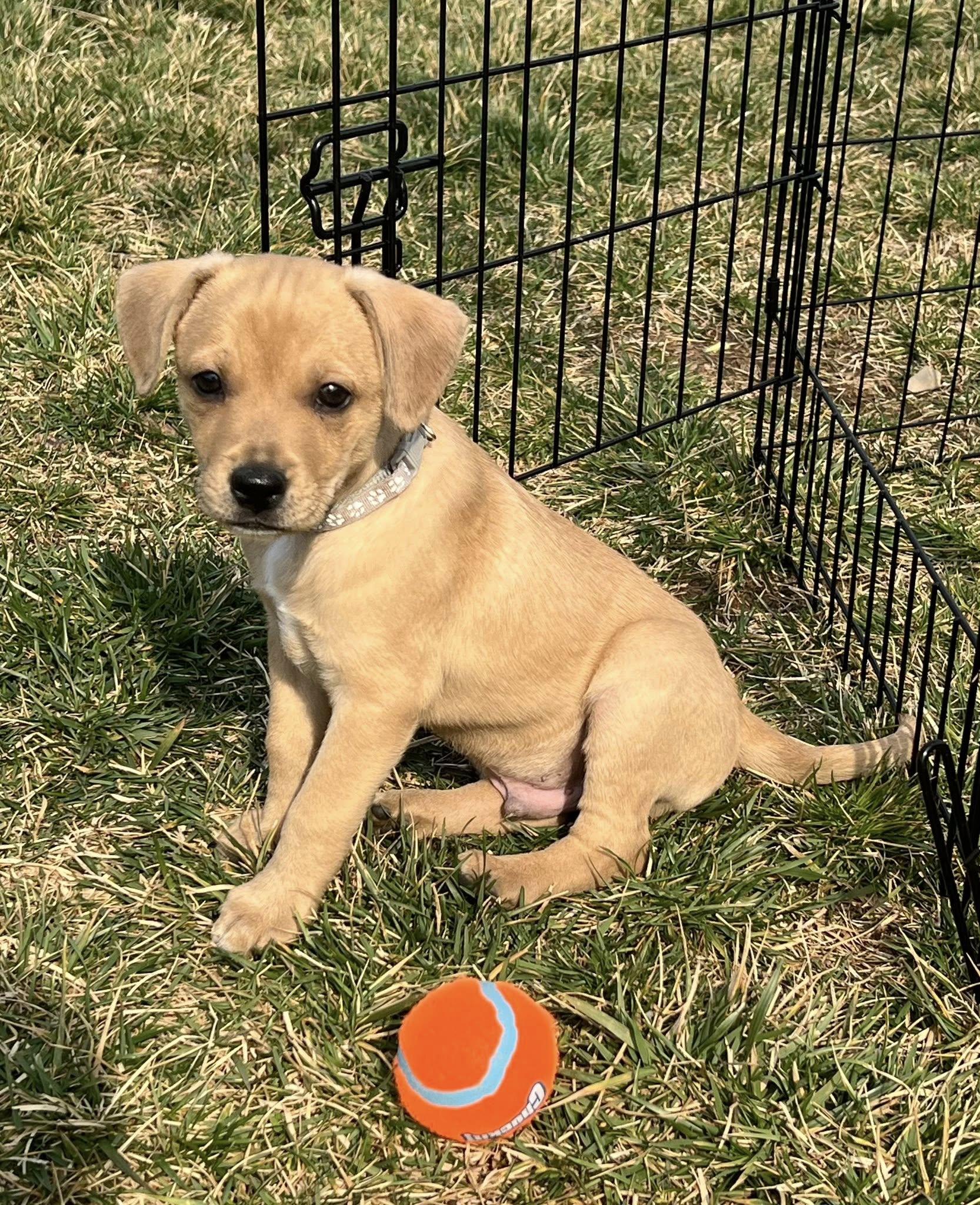 Enlarge Taco, a ADOPTABLE mixed breed in Knoxville, TN image 1/4