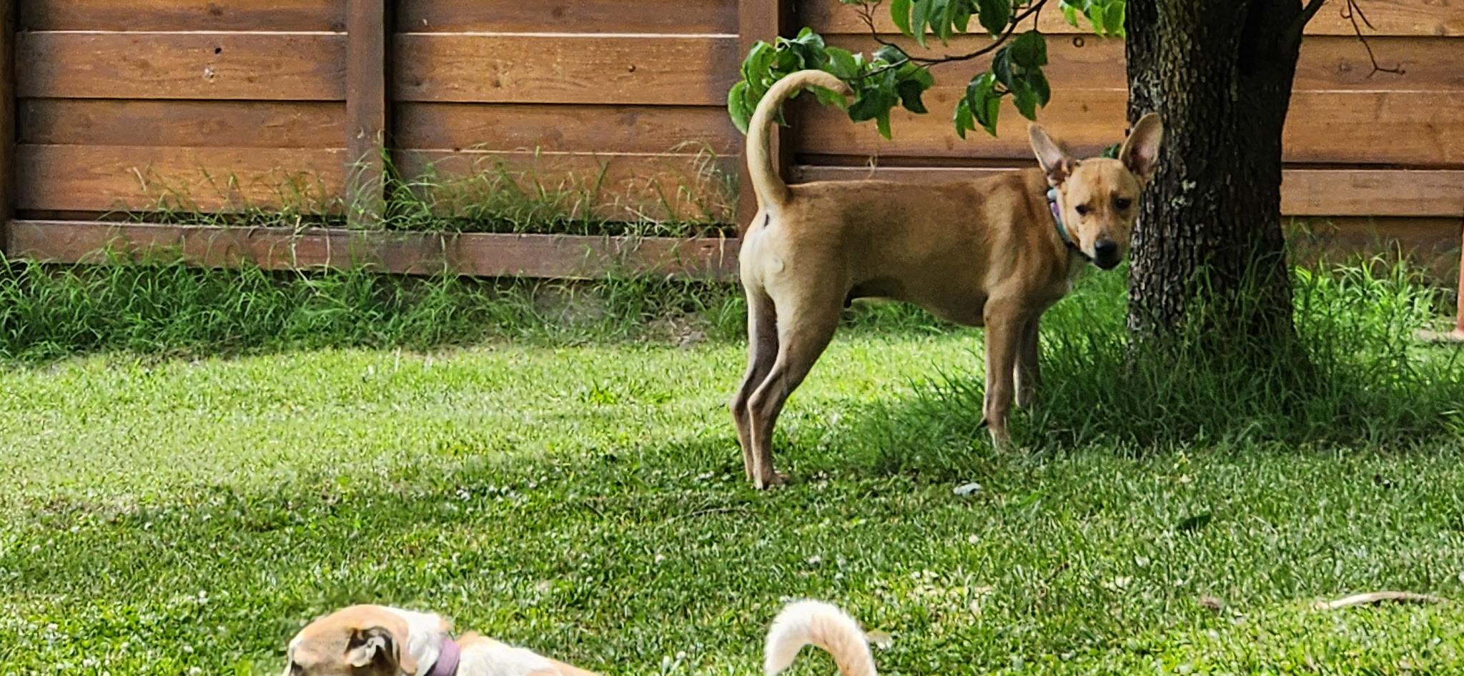 Taco, a ADOPTABLE mixed breed in Knoxville, TN image 2/2