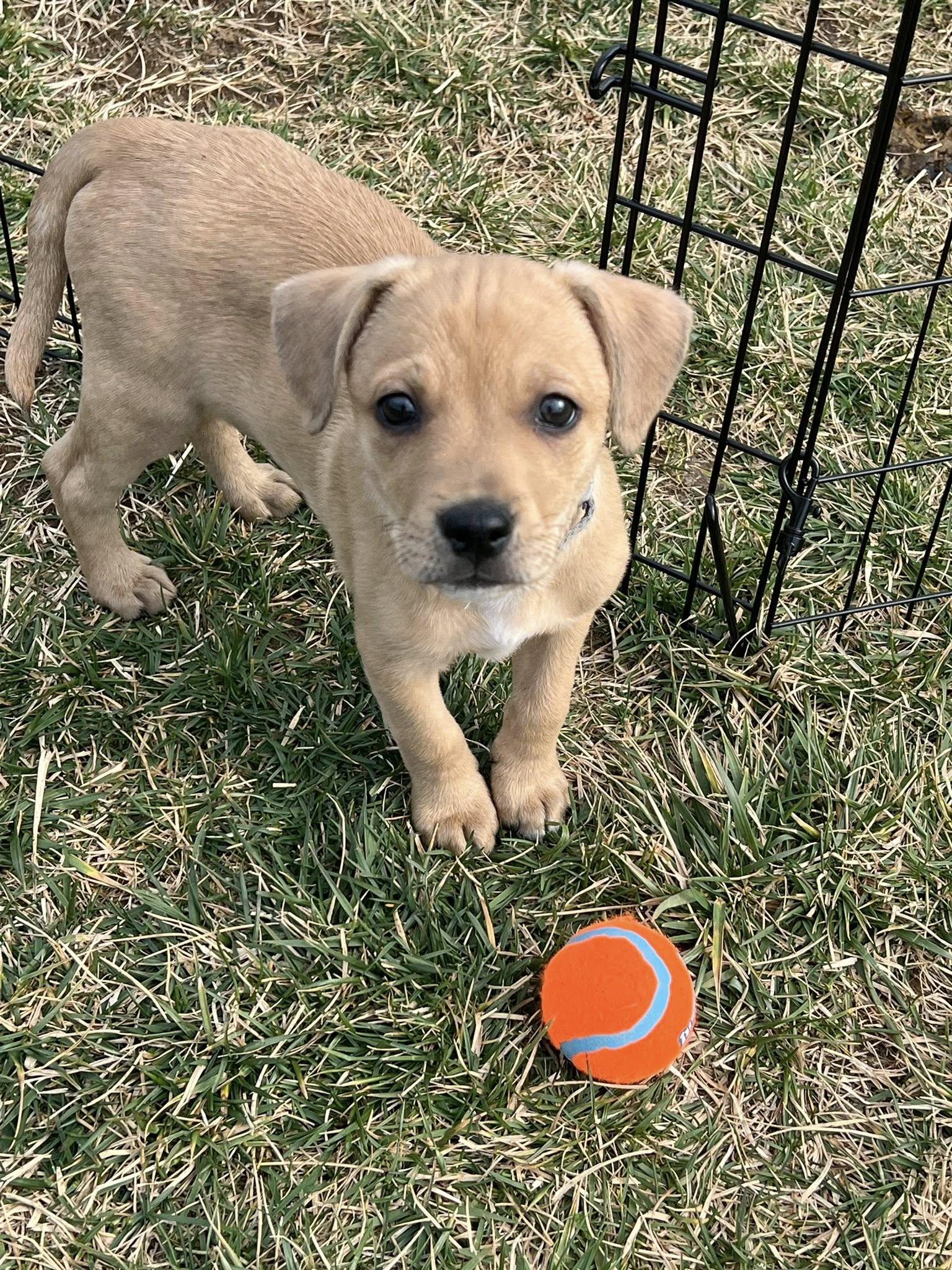 Enlarge Taco, a ADOPTABLE mixed breed in Knoxville, TN image 2/4
