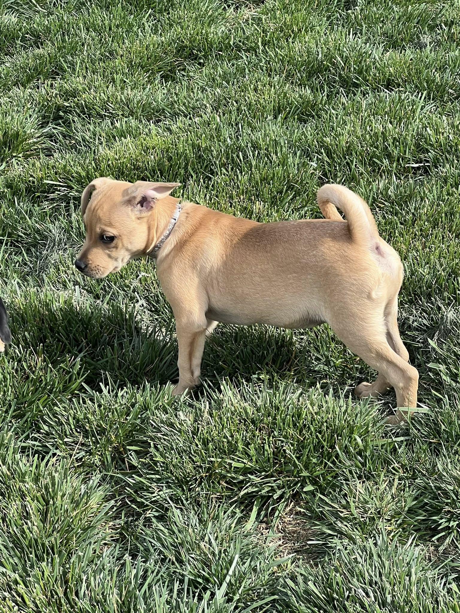 Enlarge Taco, a ADOPTABLE mixed breed in Knoxville, TN image 3/4