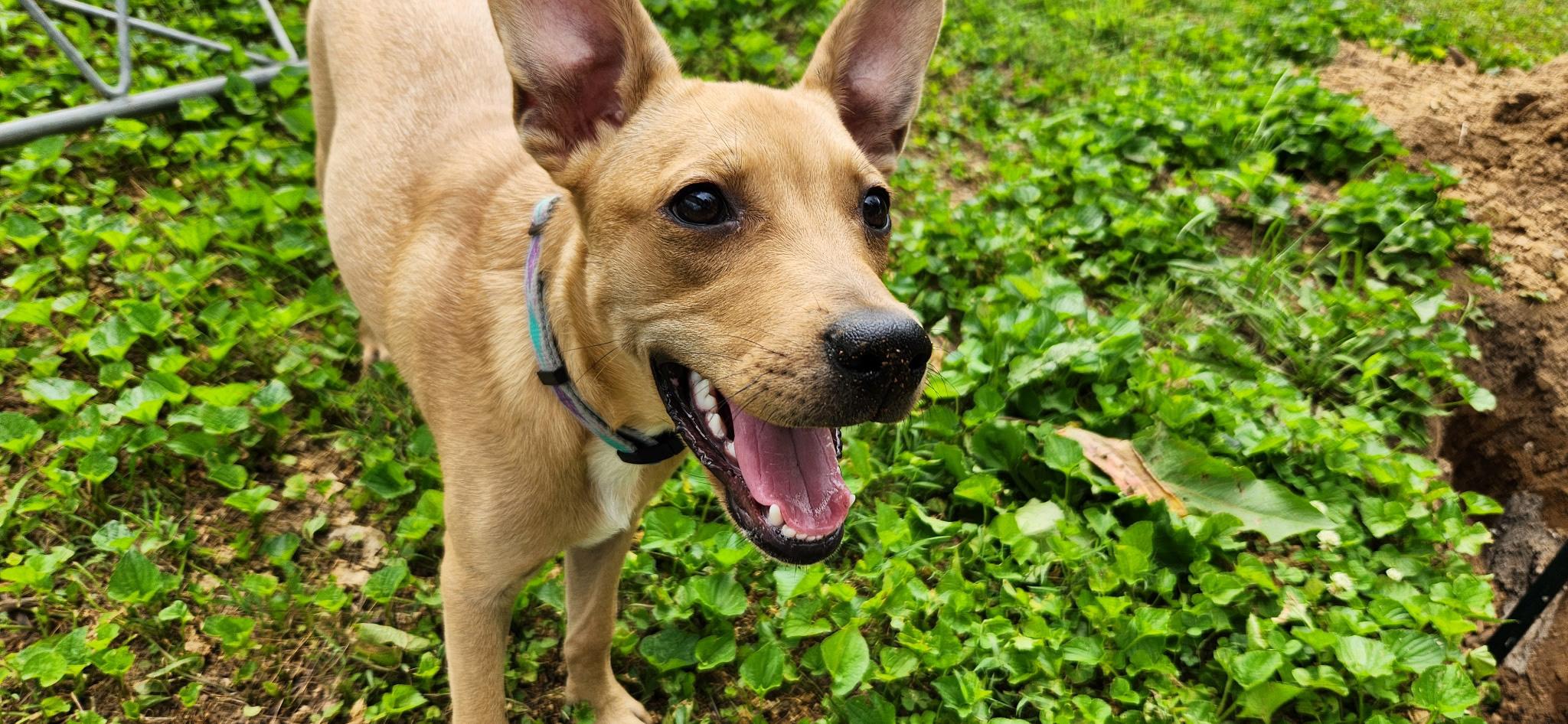 Taco, ADOPTABLE, Puppy Male Beagle.