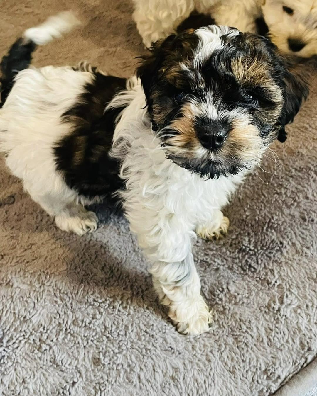 Enlarge Fergie, an adopted mixed breed in Lethbridge, AB image 1/2