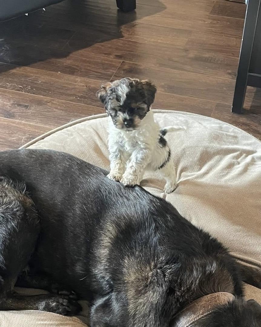 Enlarge Fergie, an adopted mixed breed in Lethbridge, AB image 2/2