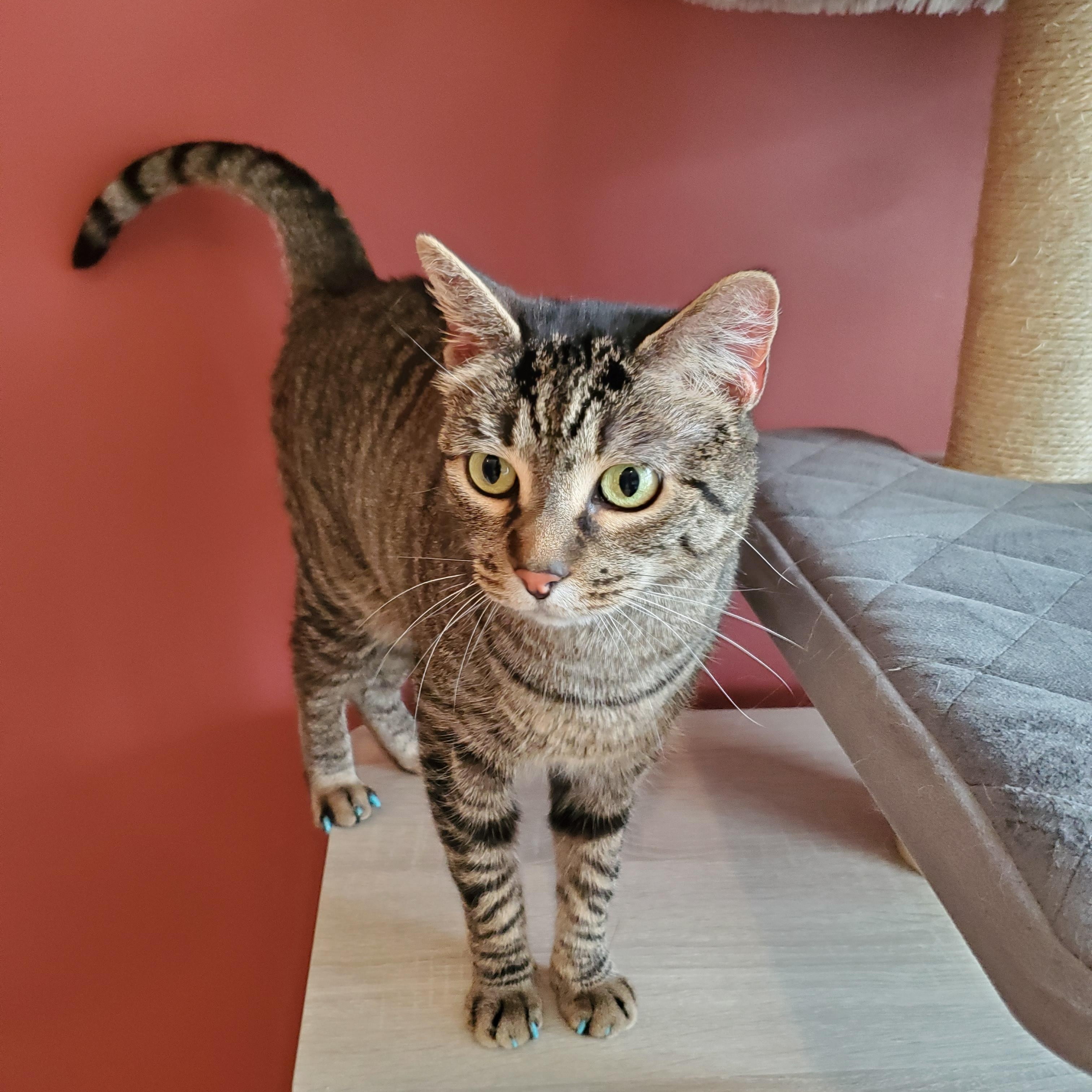 Molly, ADOPTABLE, Adult Female Domestic Short Hair & Tabby.