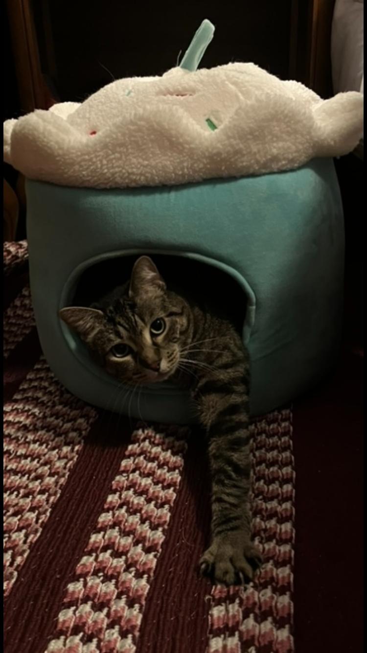 Enlarge Molly, a ADOPTABLE mixed breed in Cleveland, OH image 3/4