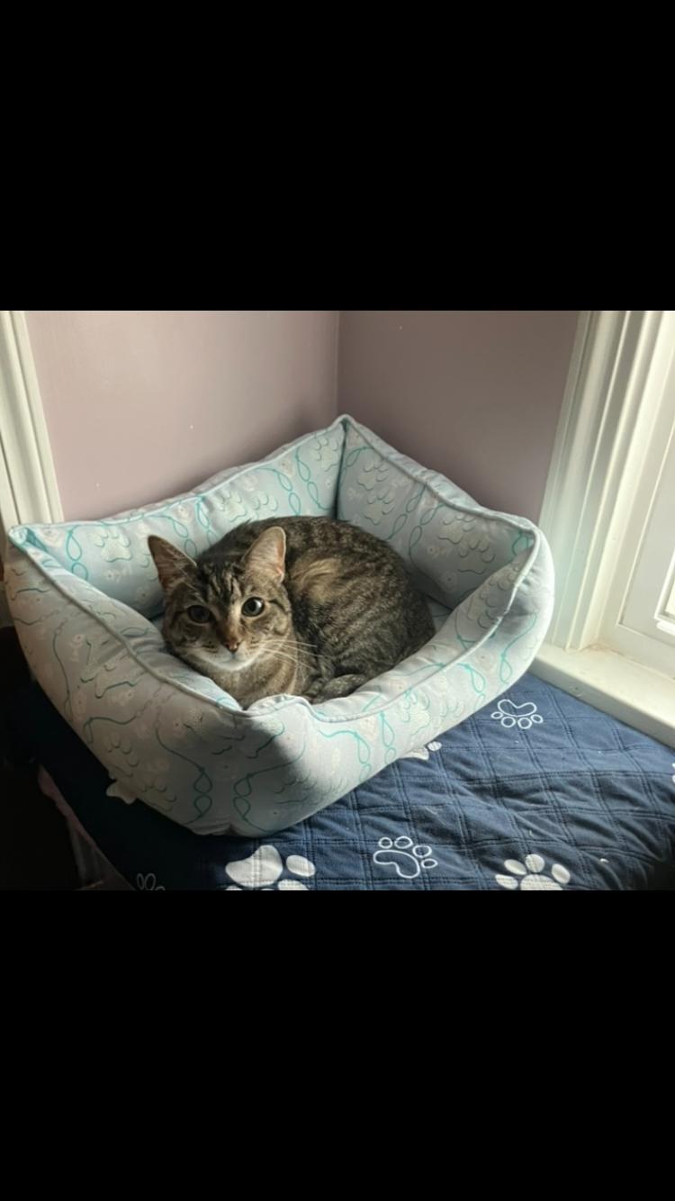 Molly, ADOPTABLE, Adult Female Domestic Short Hair & Tabby.