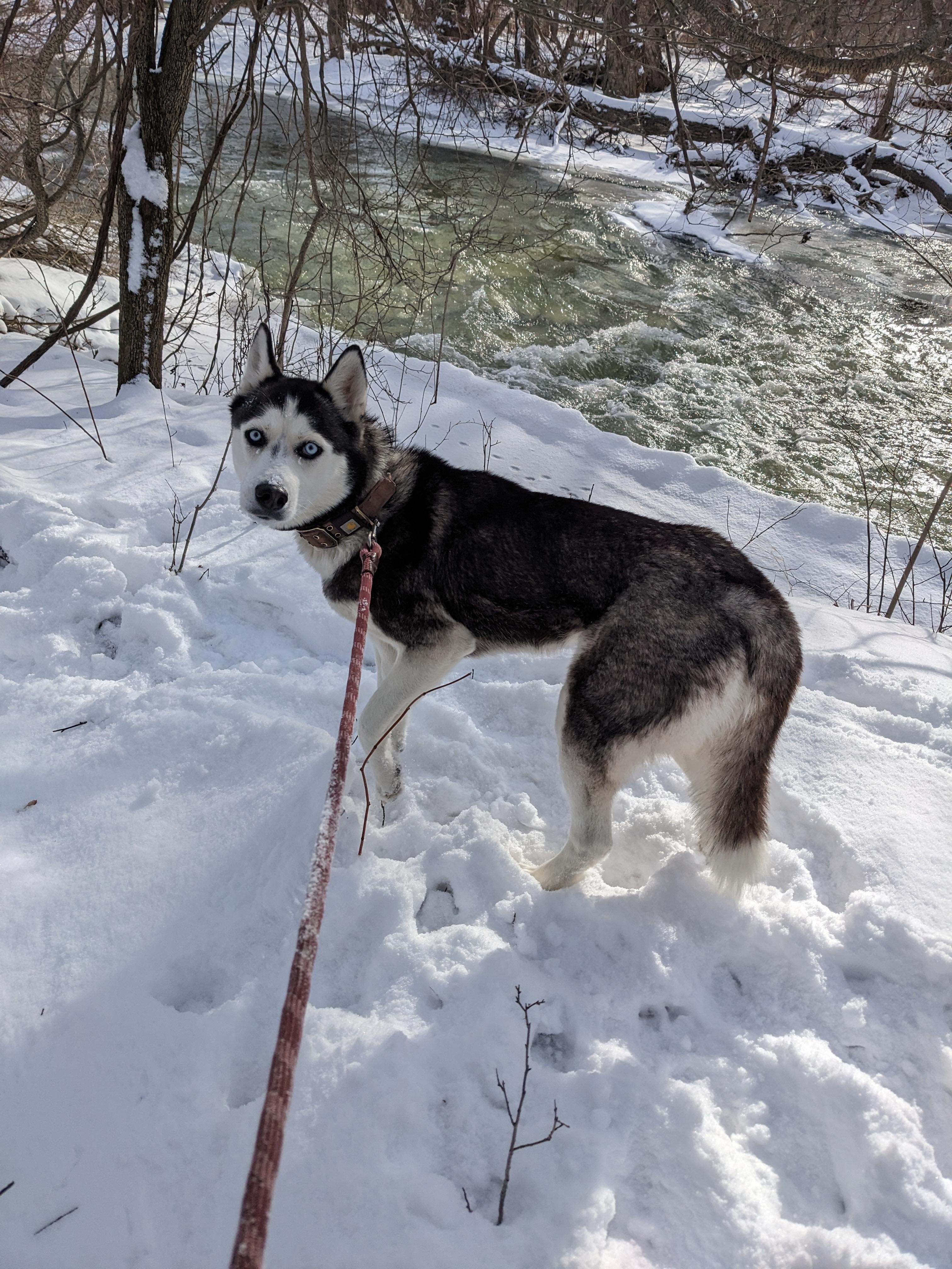Enlarge Ethel, a ADOPTABLE Husky in Darien Center, NY image 4/6