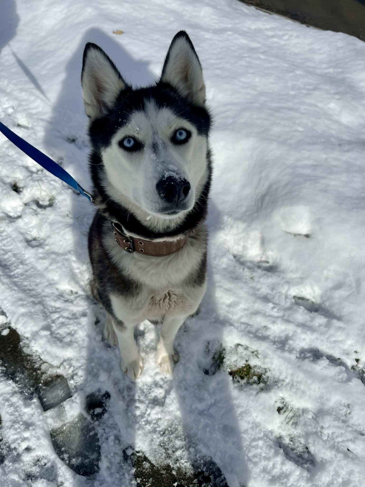 Enlarge Ethel, a ADOPTABLE Husky in Darien Center, NY image 6/6