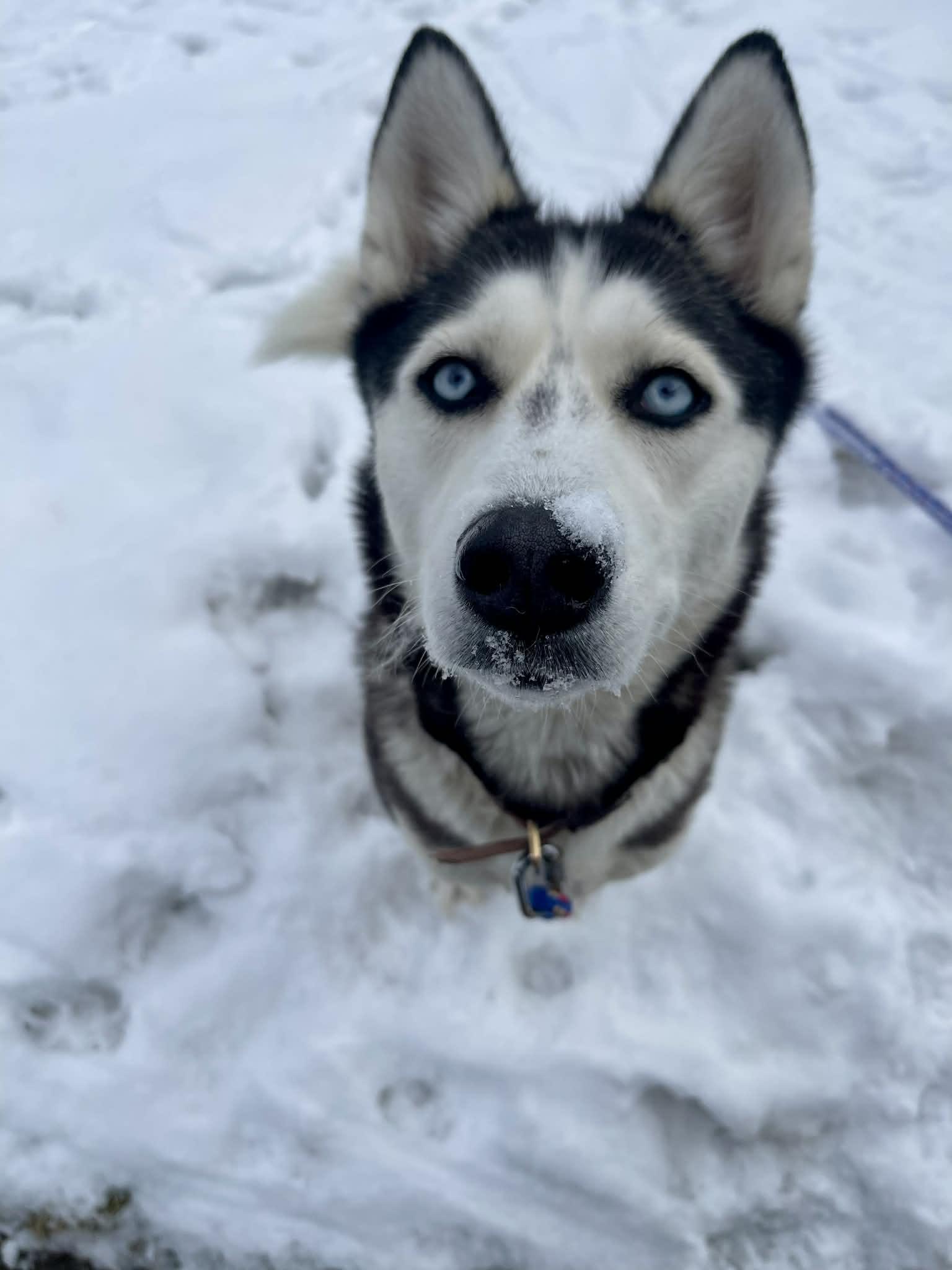 Enlarge Ethel, a ADOPTABLE Husky in Darien Center, NY image 5/6