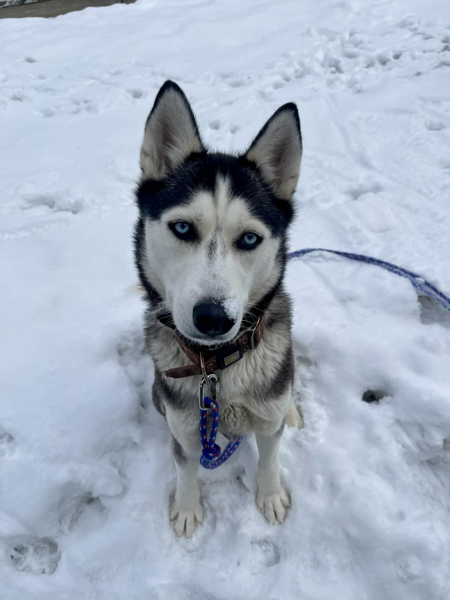 Enlarge Ethel, a ADOPTABLE Husky in Darien Center, NY image 1/6