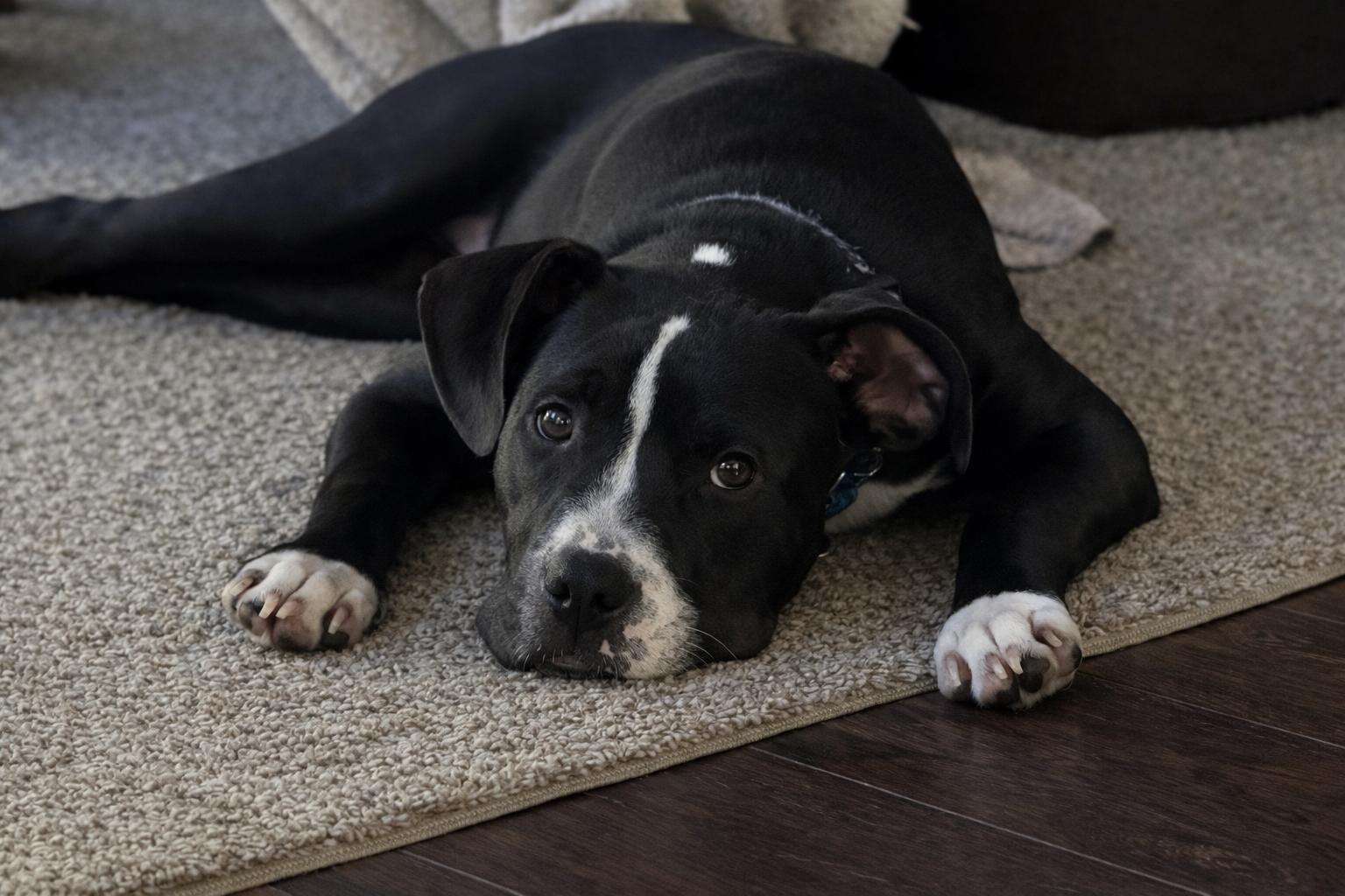 Enlarge Nestor, a ADOPTABLE mixed breed in Oswego, IL image 5/6