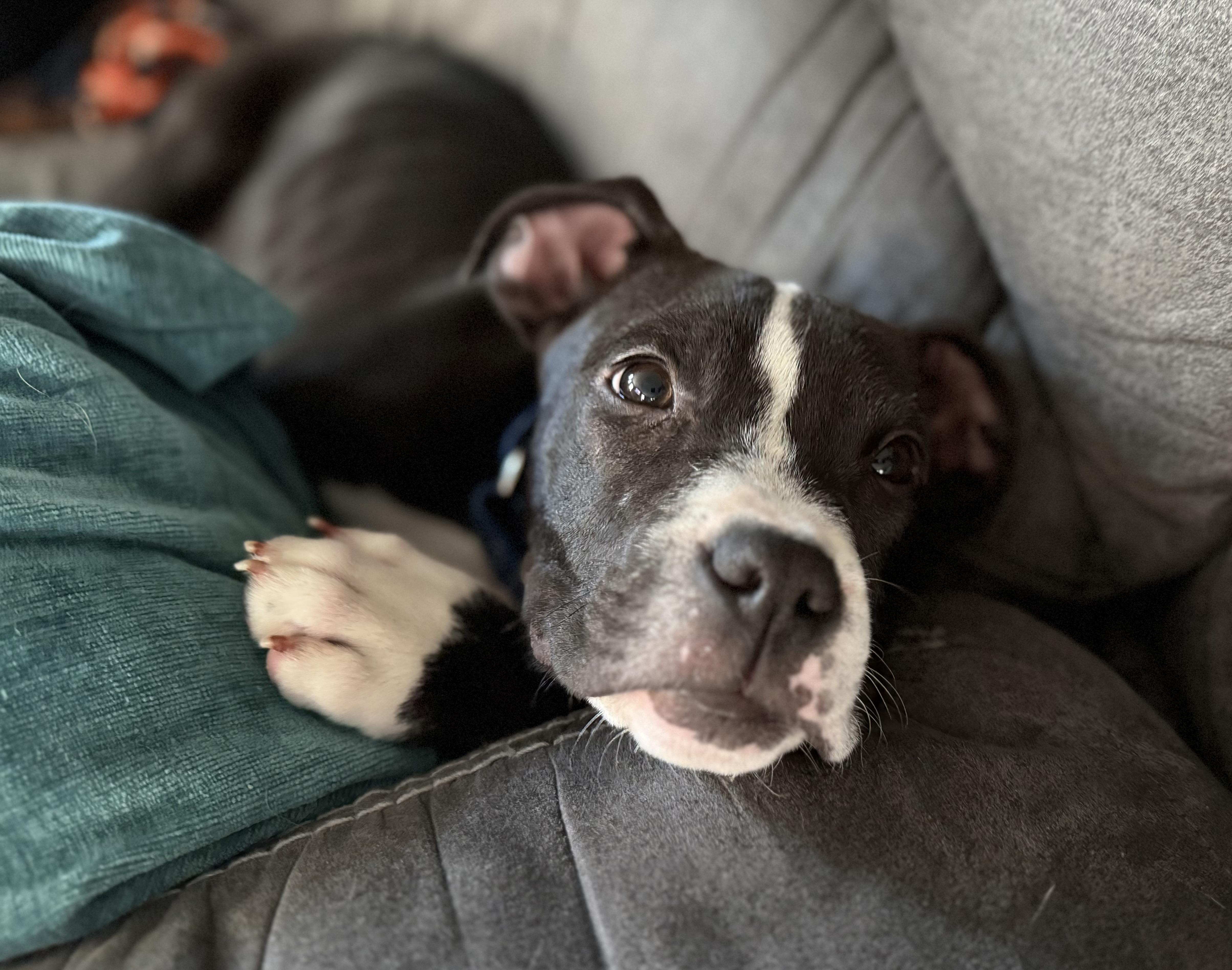 Enlarge Nestor, a ADOPTABLE mixed breed in Oswego, IL image 2/5