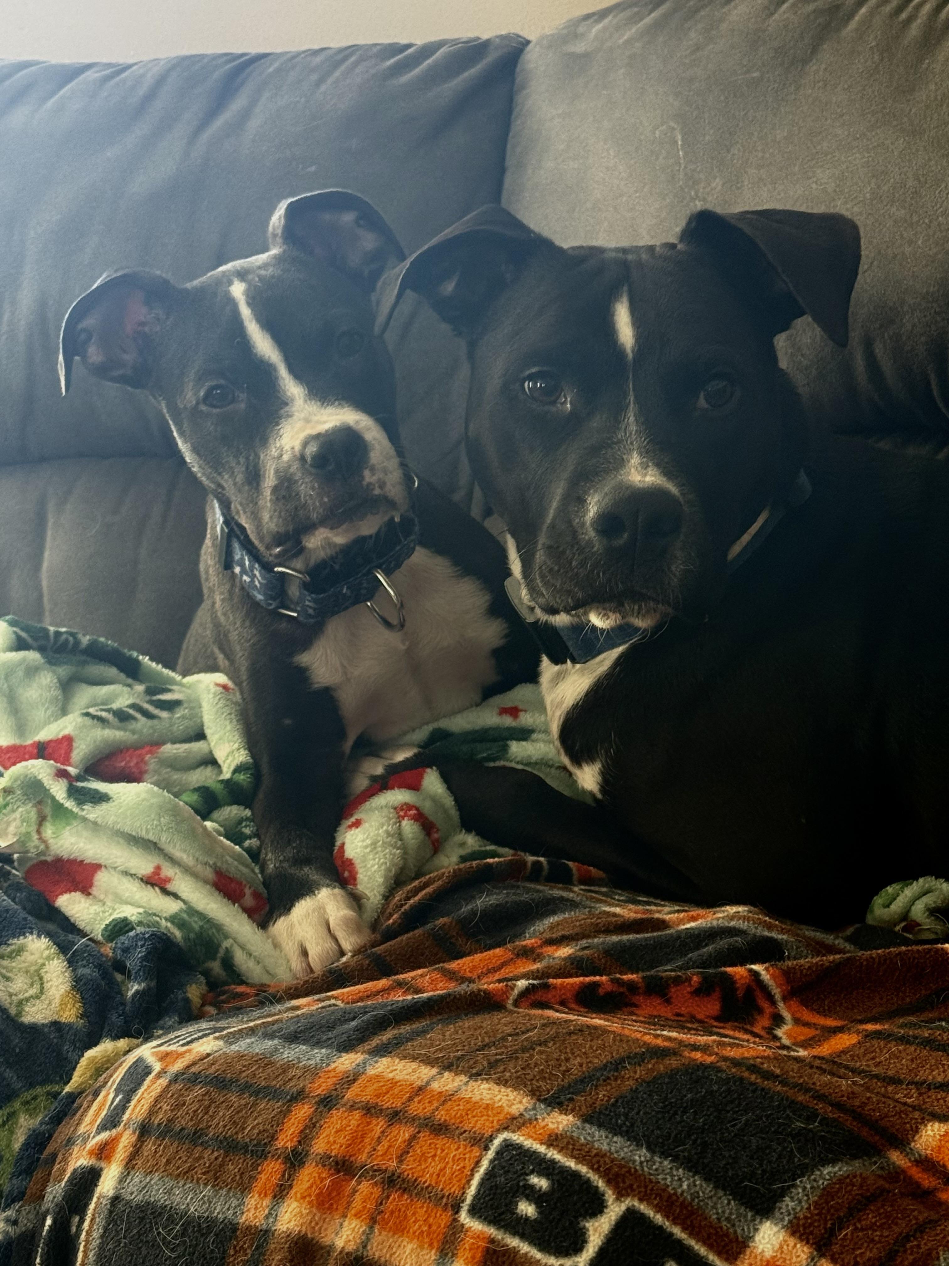 Enlarge Nestor, a ADOPTABLE mixed breed in Oswego, IL image 3/5