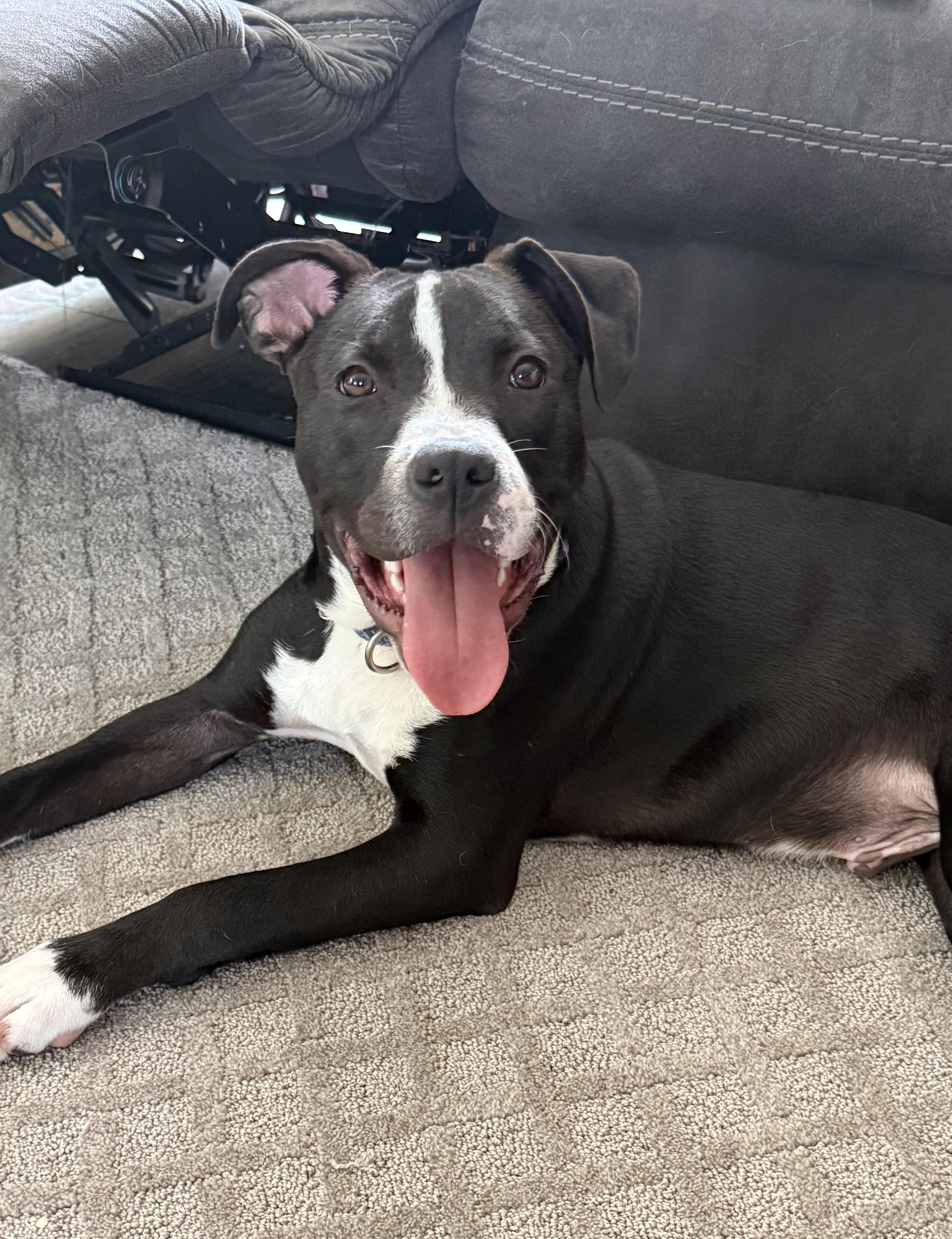 Nestor, ADOPTABLE, Young Male Terrier & Boxer.