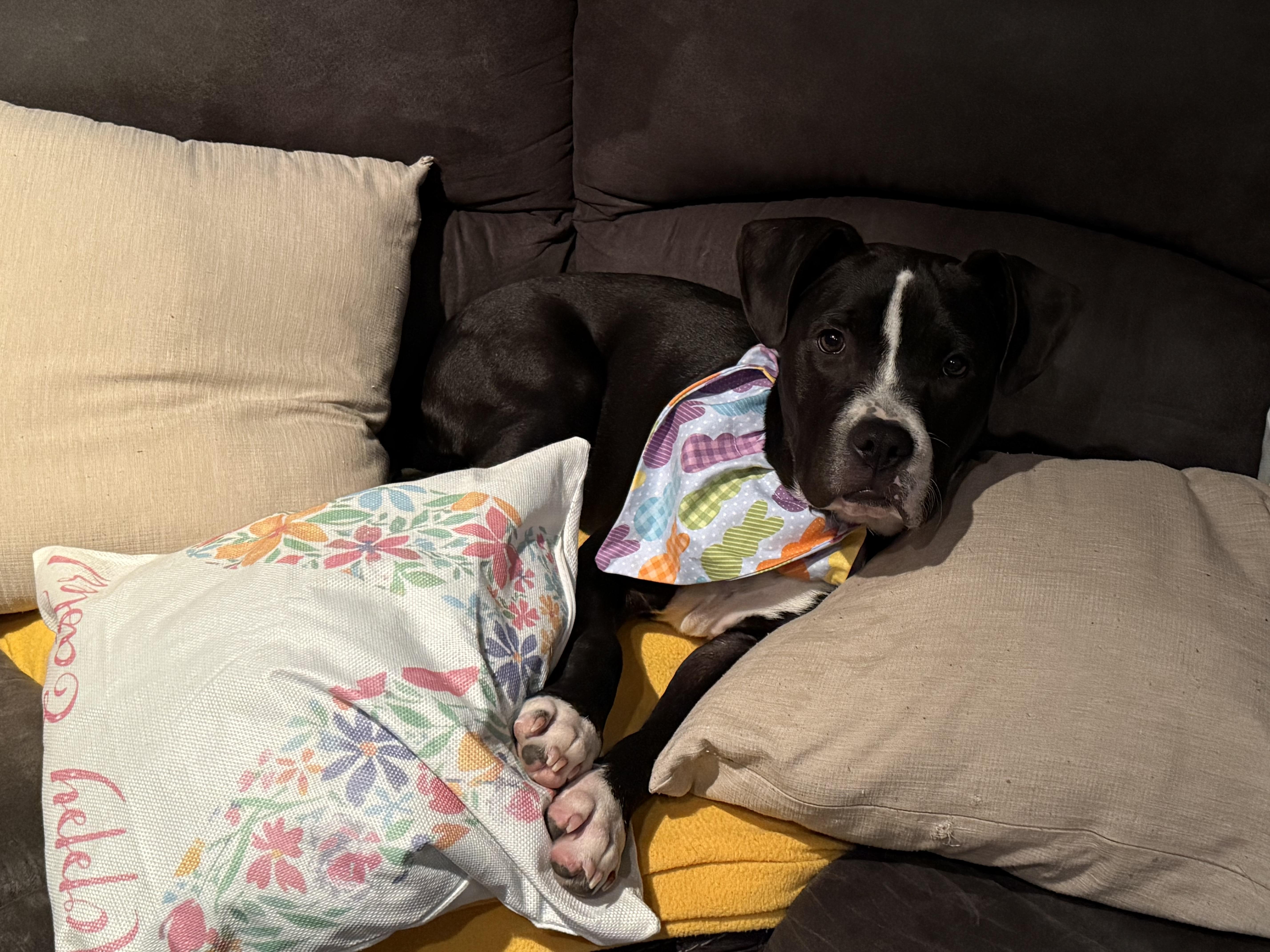 Enlarge Nestor, a ADOPTABLE mixed breed in Oswego, IL image 4/6