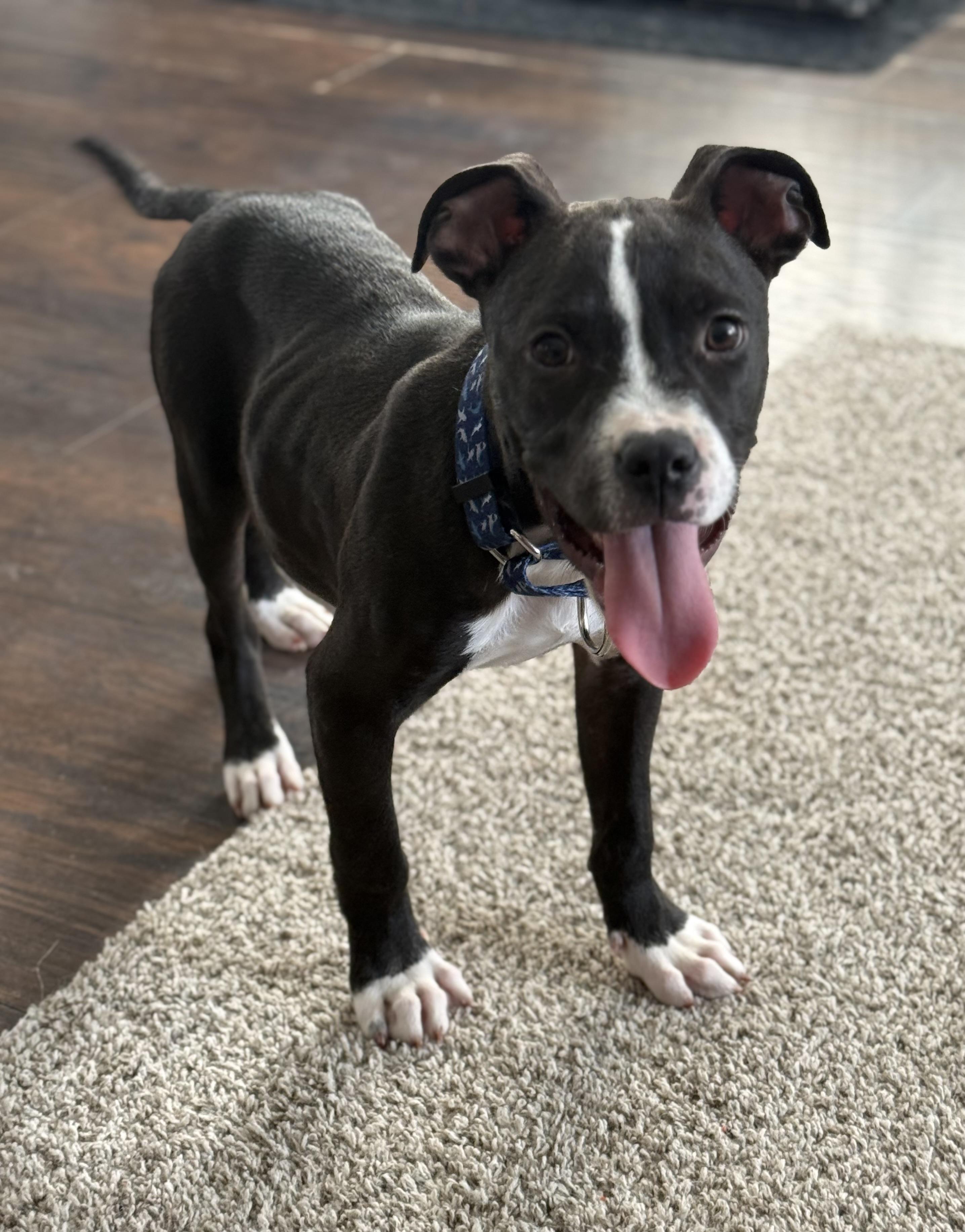 Nestor, ADOPTABLE, Puppy Male Terrier & Boxer.