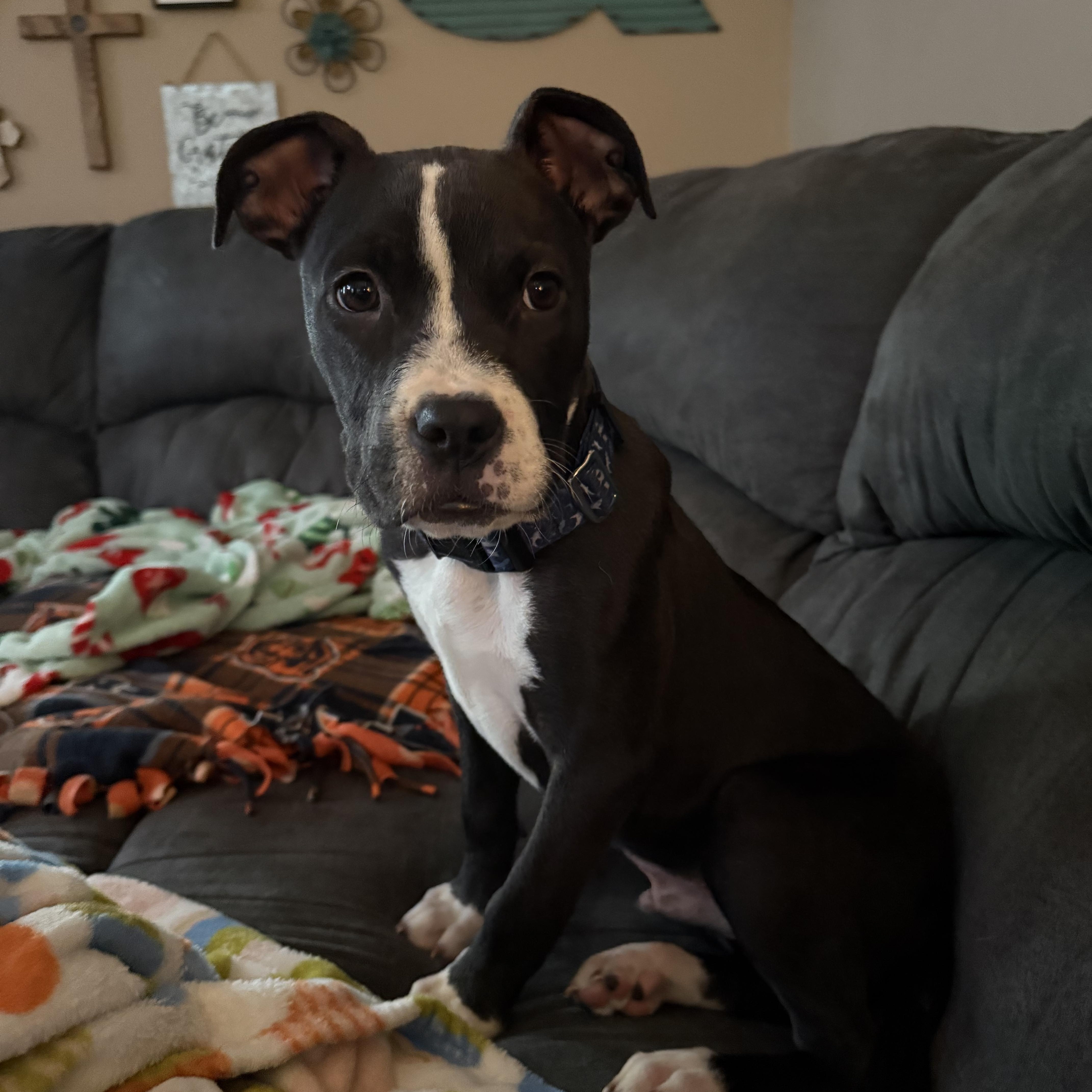 Enlarge Nestor, a ADOPTABLE mixed breed in Oswego, IL image 4/5
