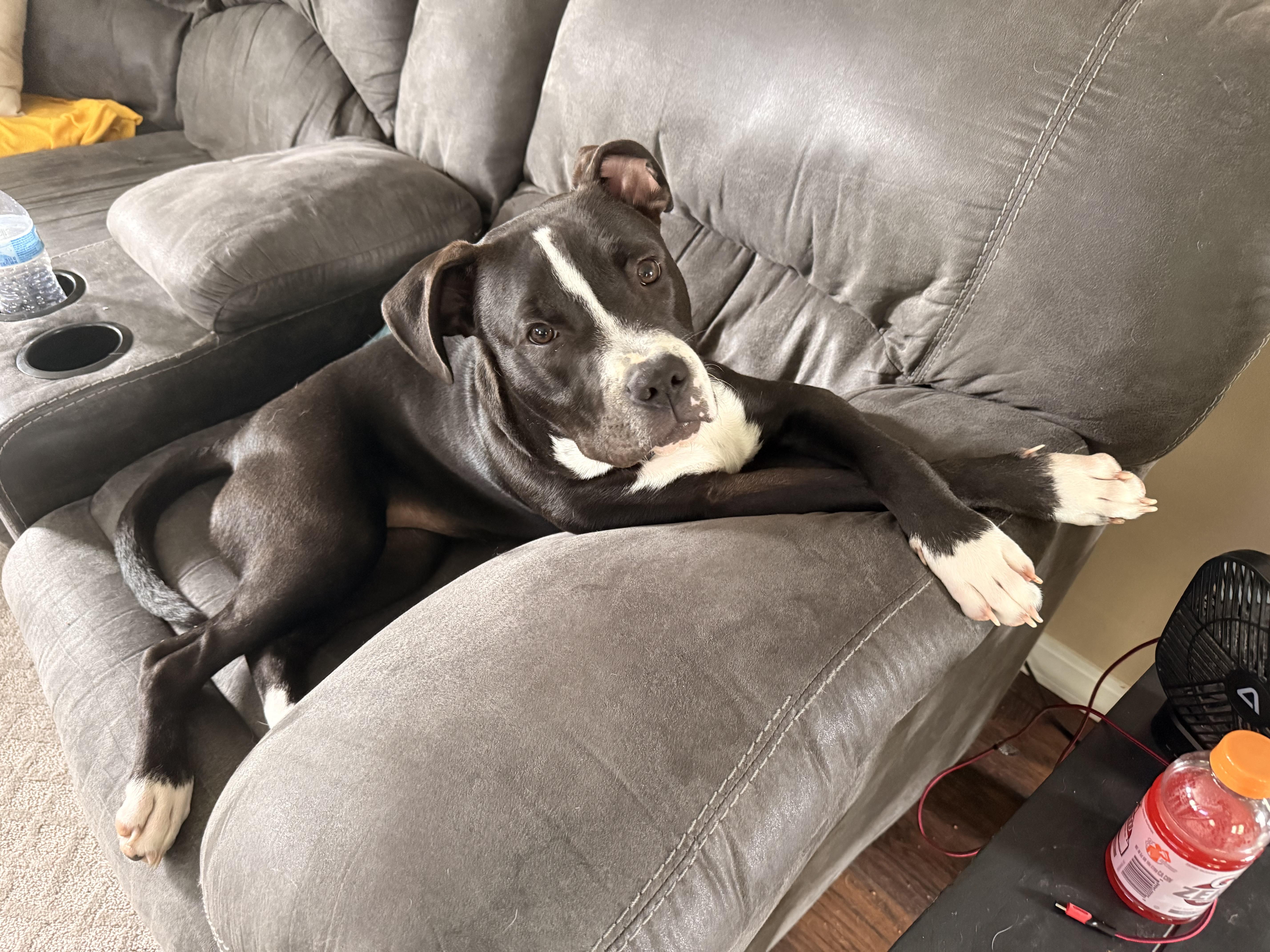 Enlarge Nestor, a ADOPTABLE mixed breed in Oswego, IL image 3/6