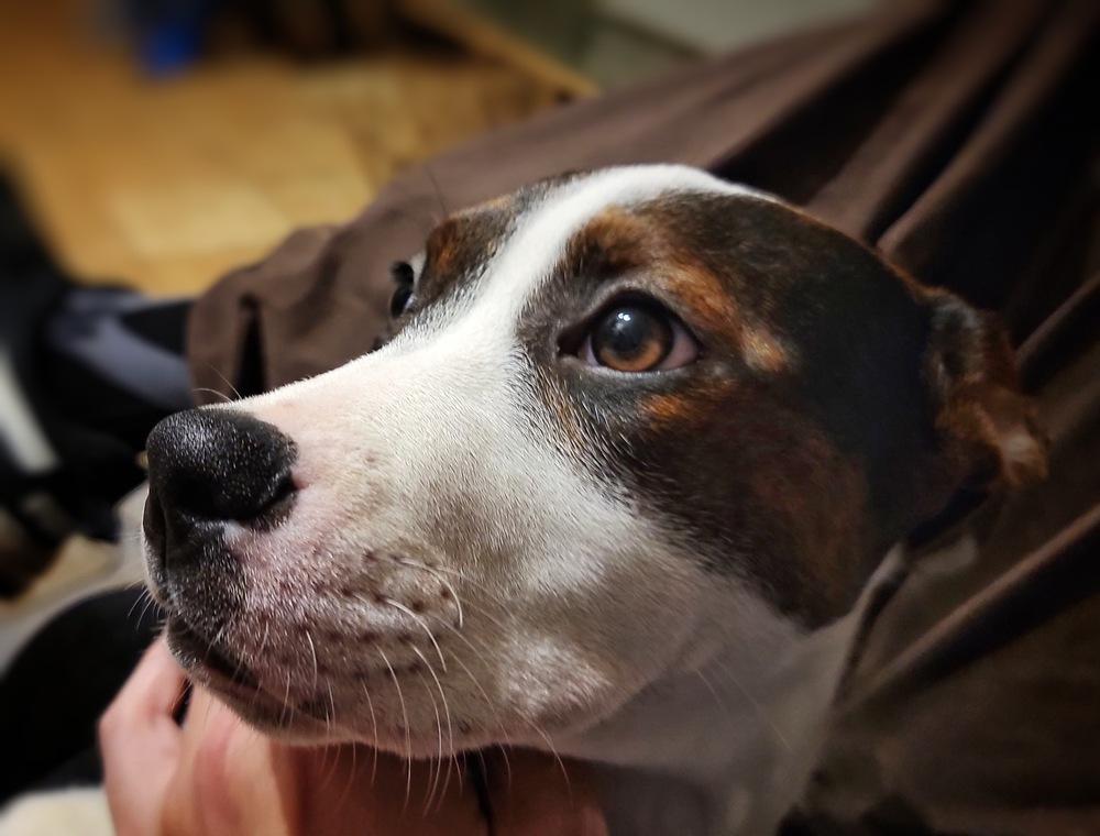 Enlarge Emelia (Emmy), a Adoptable mixed breed in Wake Forest, NC image 2/5