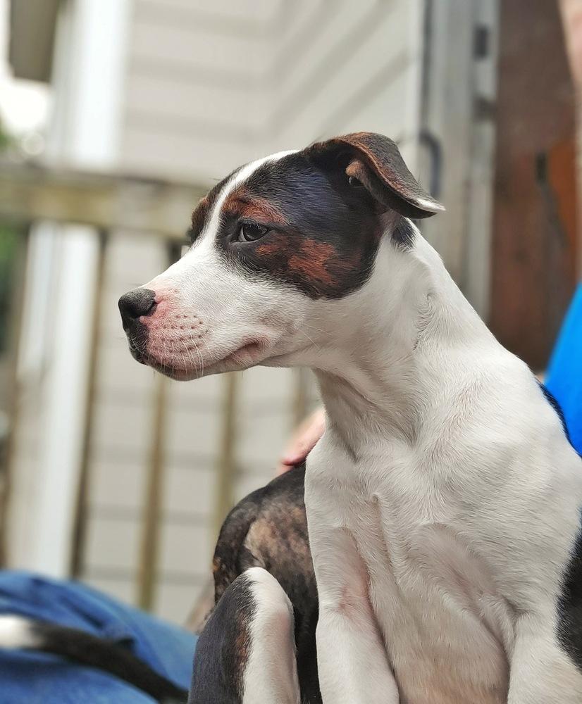 Enlarge Emelia (Emmy), a Adoptable mixed breed in Wake Forest, NC image 3/5