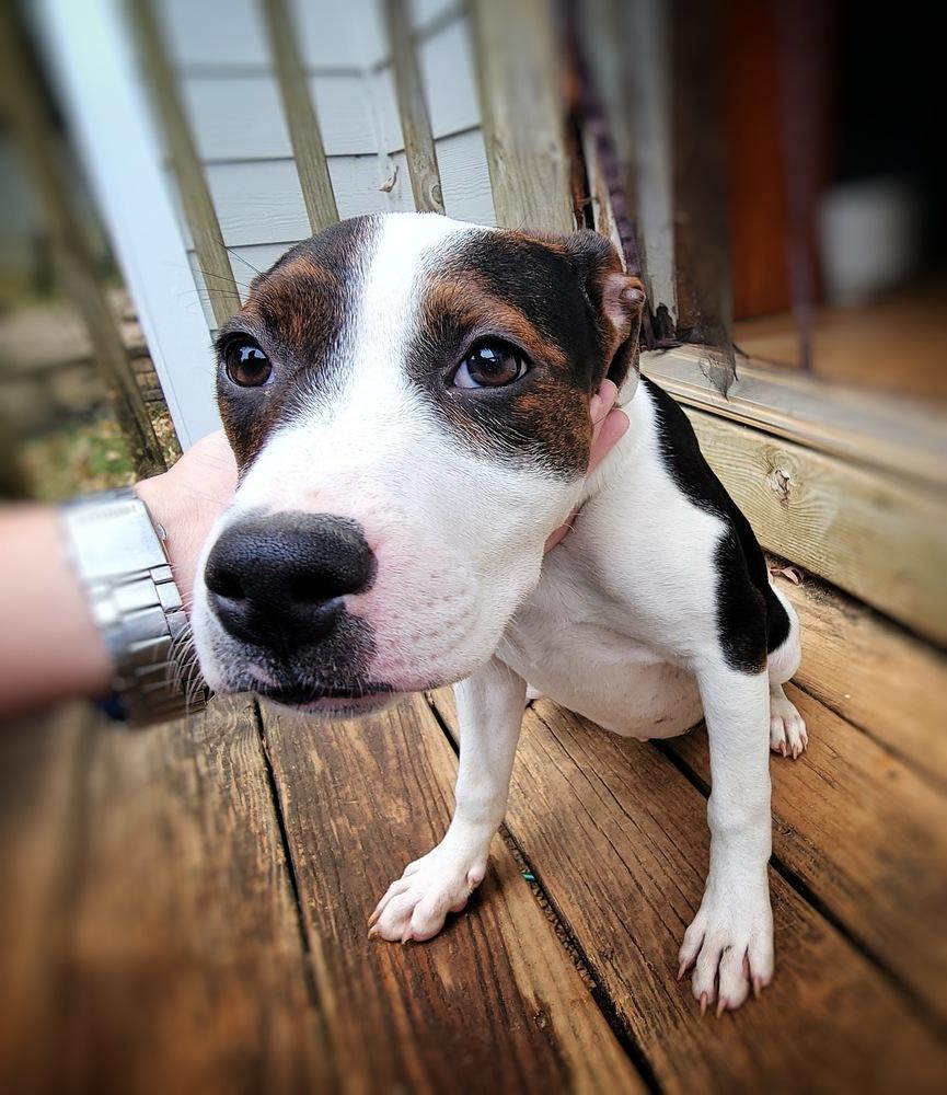 Enlarge Emelia (Emmy), a Adoptable mixed breed in Wake Forest, NC image 4/5