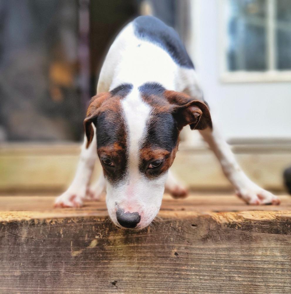 Enlarge Emelia (Emmy), a Adoptable mixed breed in Wake Forest, NC image 5/5
