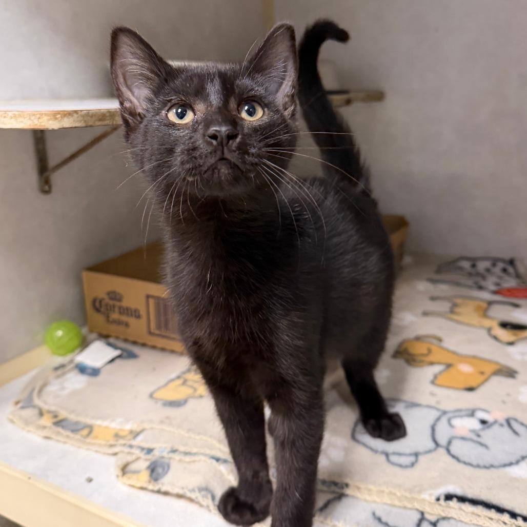 Tank, Adoptable, Kitten Male Domestic Short Hair.