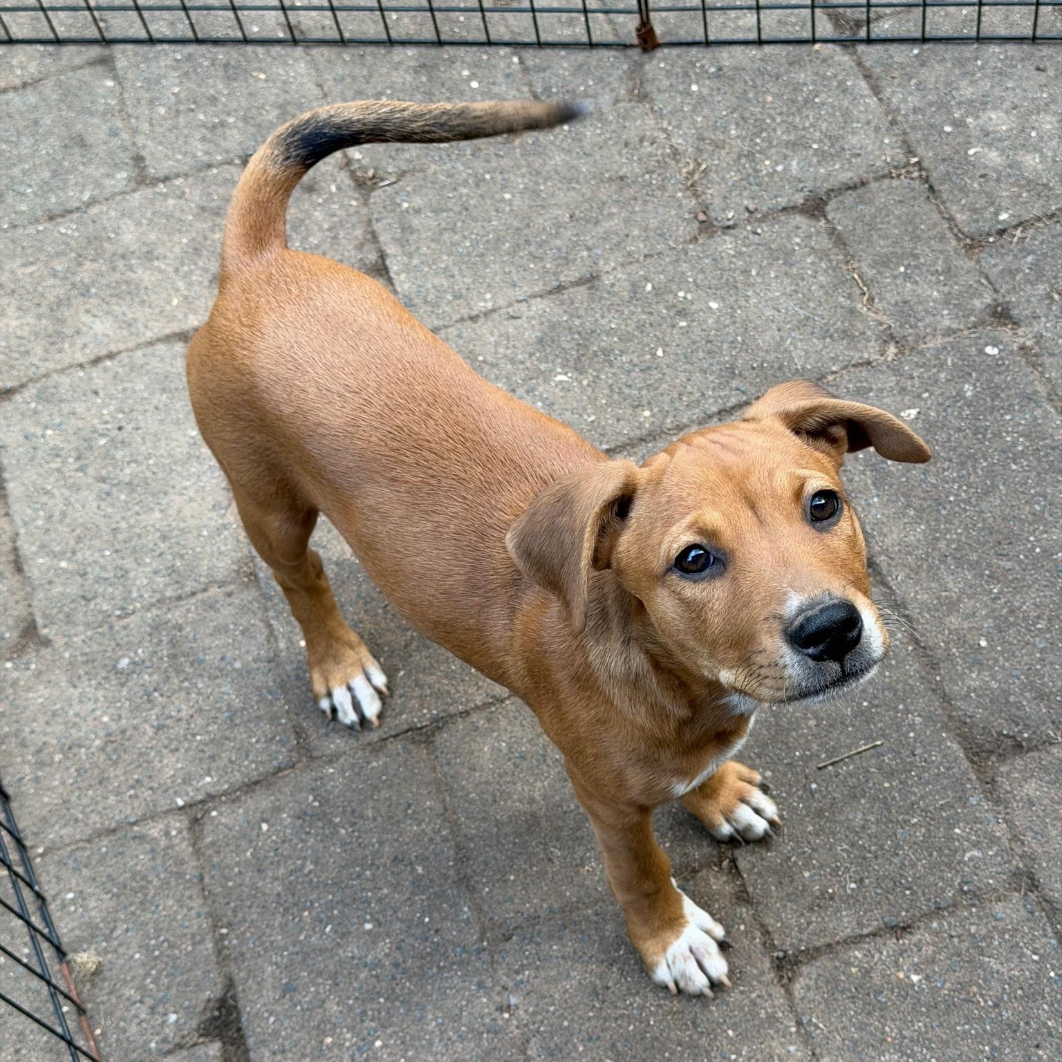Enlarge Rainbow, a Adoptable mixed breed in Paramus, NJ image 2/5