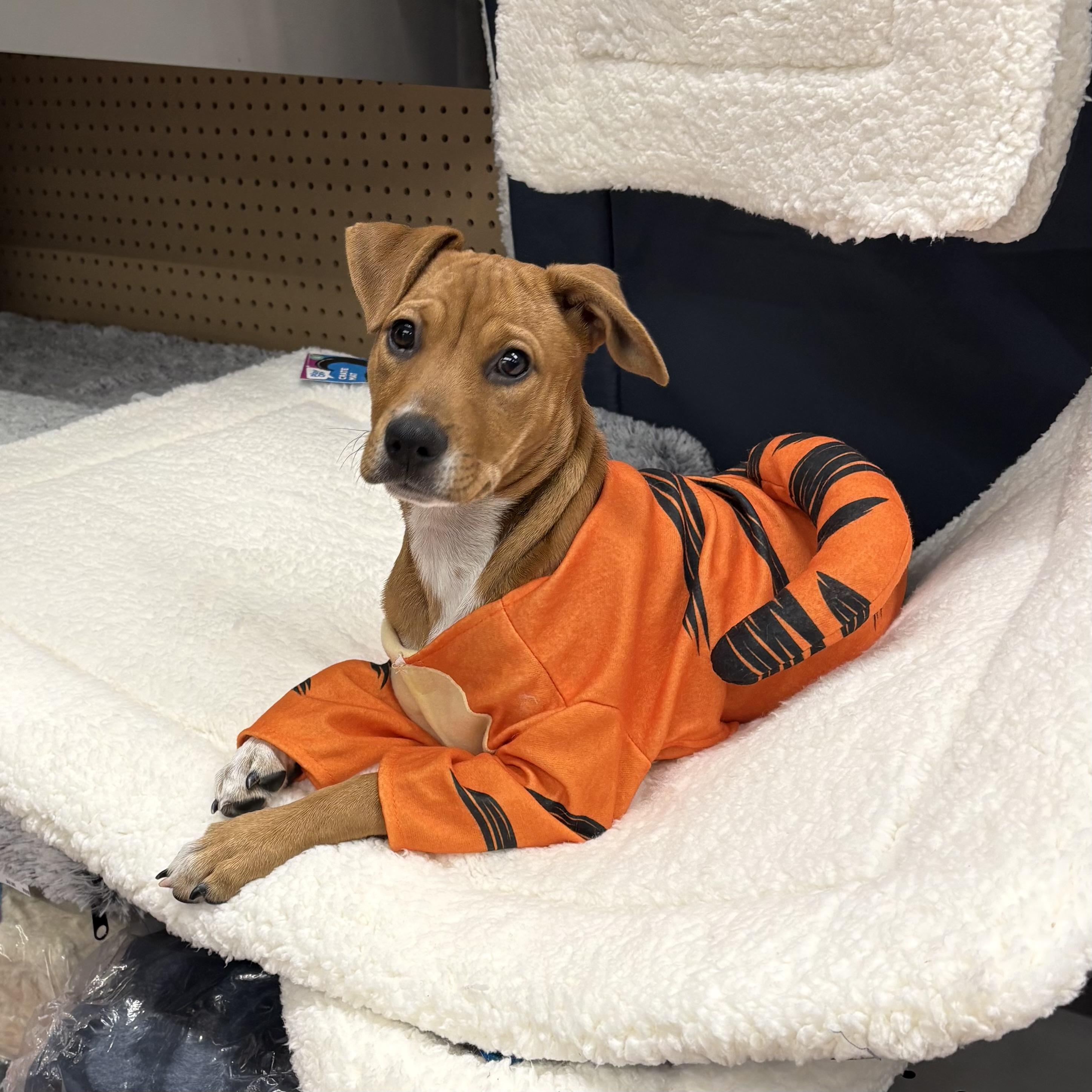 Rainbow, Adoptable, Puppy Female Hound & Shepherd.
