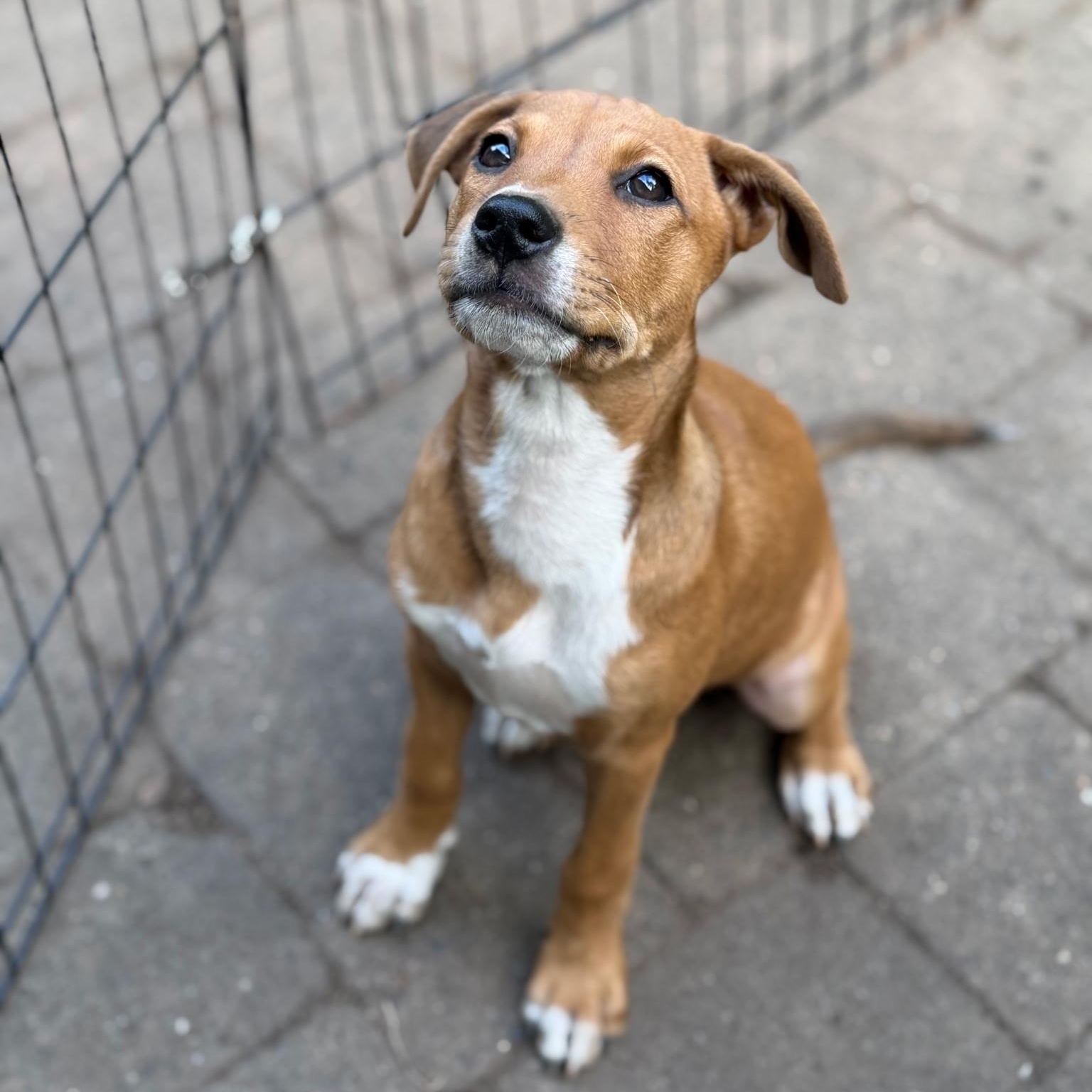 Enlarge Rainbow, a Adoptable mixed breed in Paramus, NJ image 3/5