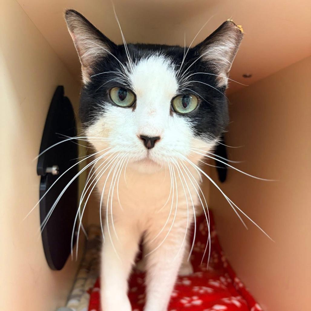 Tiny, Adoptable, Young Male Domestic Short Hair.