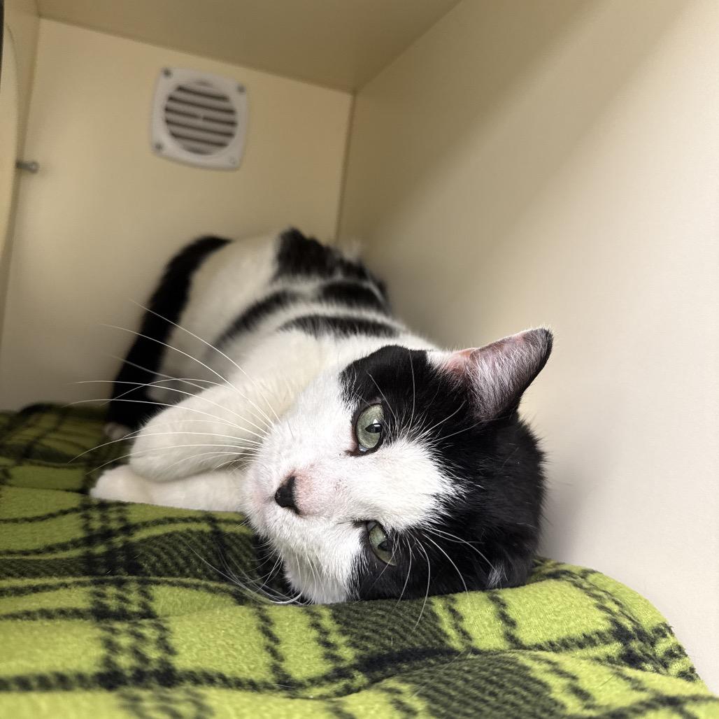 Enlarge Tiny, a Adoptable Domestic Short Hair in Naperville, IL image 3/4