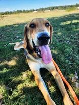Nelson, Adoptable, Young Male Hound.