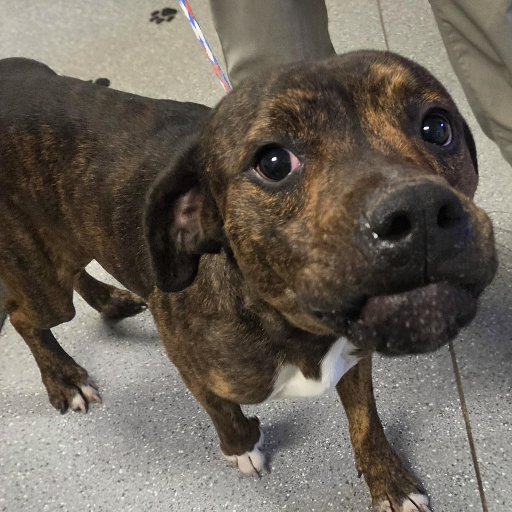 Enlarge Derby, a Adoptable mixed breed in Watertown, NY image 2/2