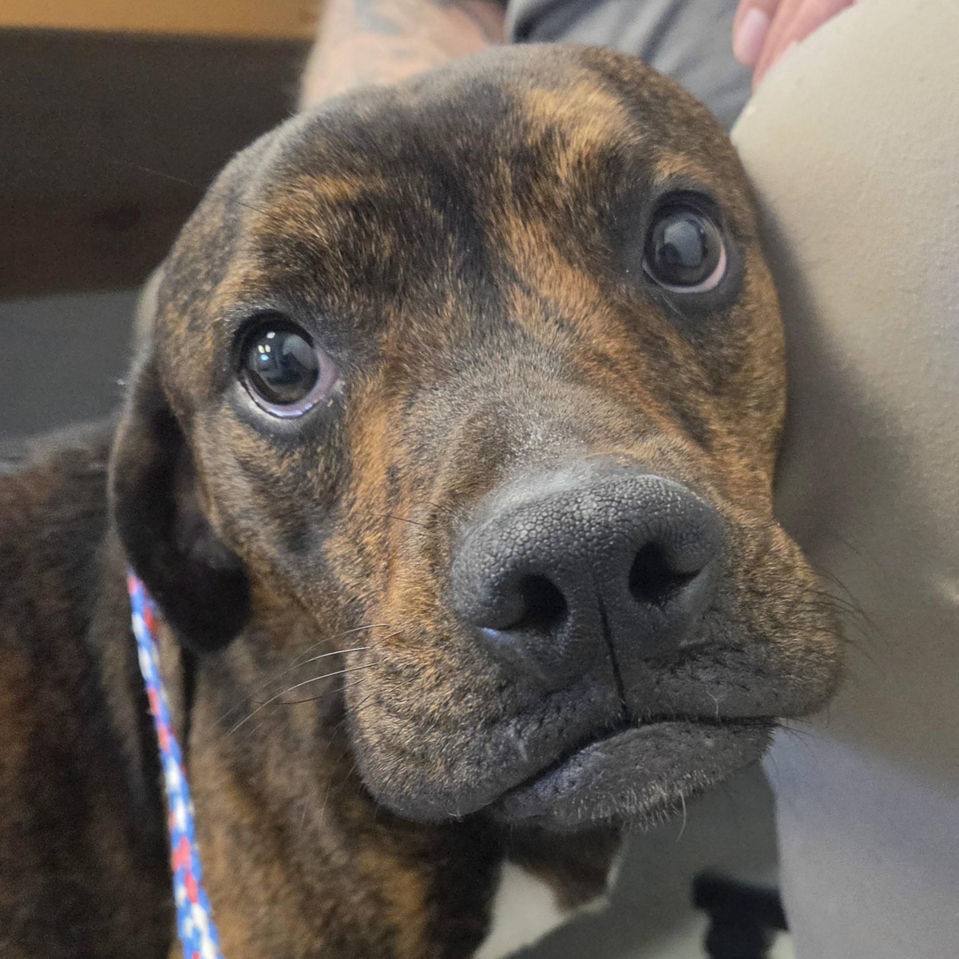 Derby, Adoptable, Young Male Boxer & Pit Bull Terrier.