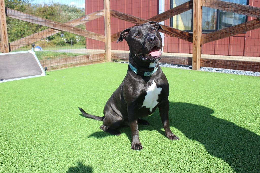 Enlarge Banjo, a ADOPTABLE Pit Bull Terrier in Chestertown, MD image 4/4