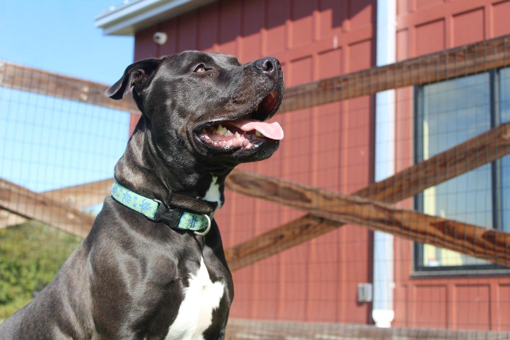 Enlarge Banjo, a ADOPTABLE Pit Bull Terrier in Chestertown, MD image 3/4