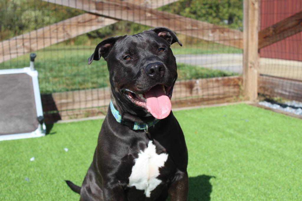 Enlarge Banjo, a ADOPTABLE Pit Bull Terrier in Chestertown, MD image 2/4