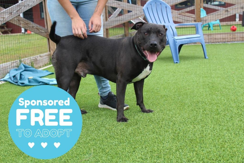 Enlarge Banjo, a ADOPTABLE Pit Bull Terrier in Chestertown, MD image 1/4