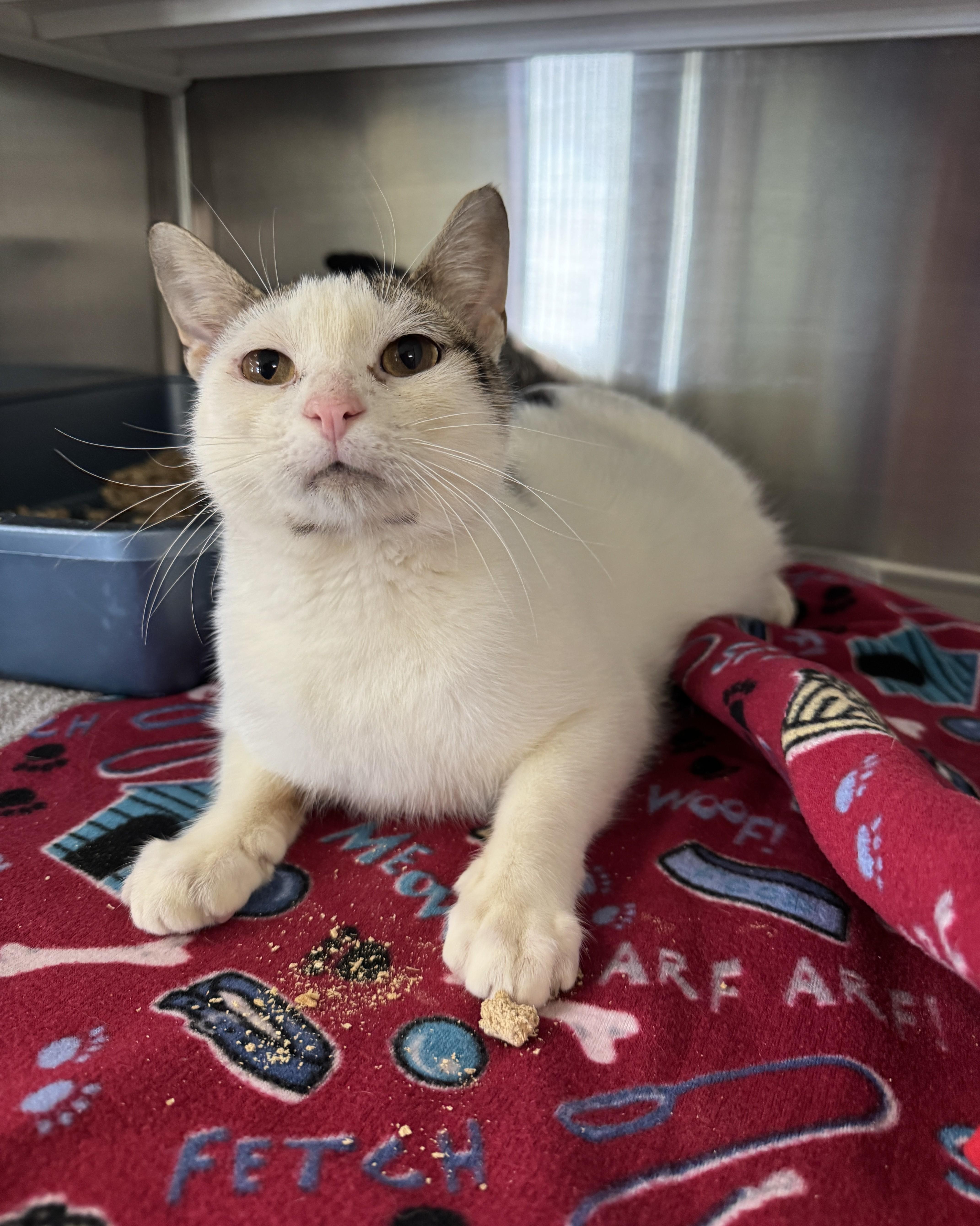 Samson, a ADOPTABLE Domestic Short Hair in Seneca, PA image 3/5