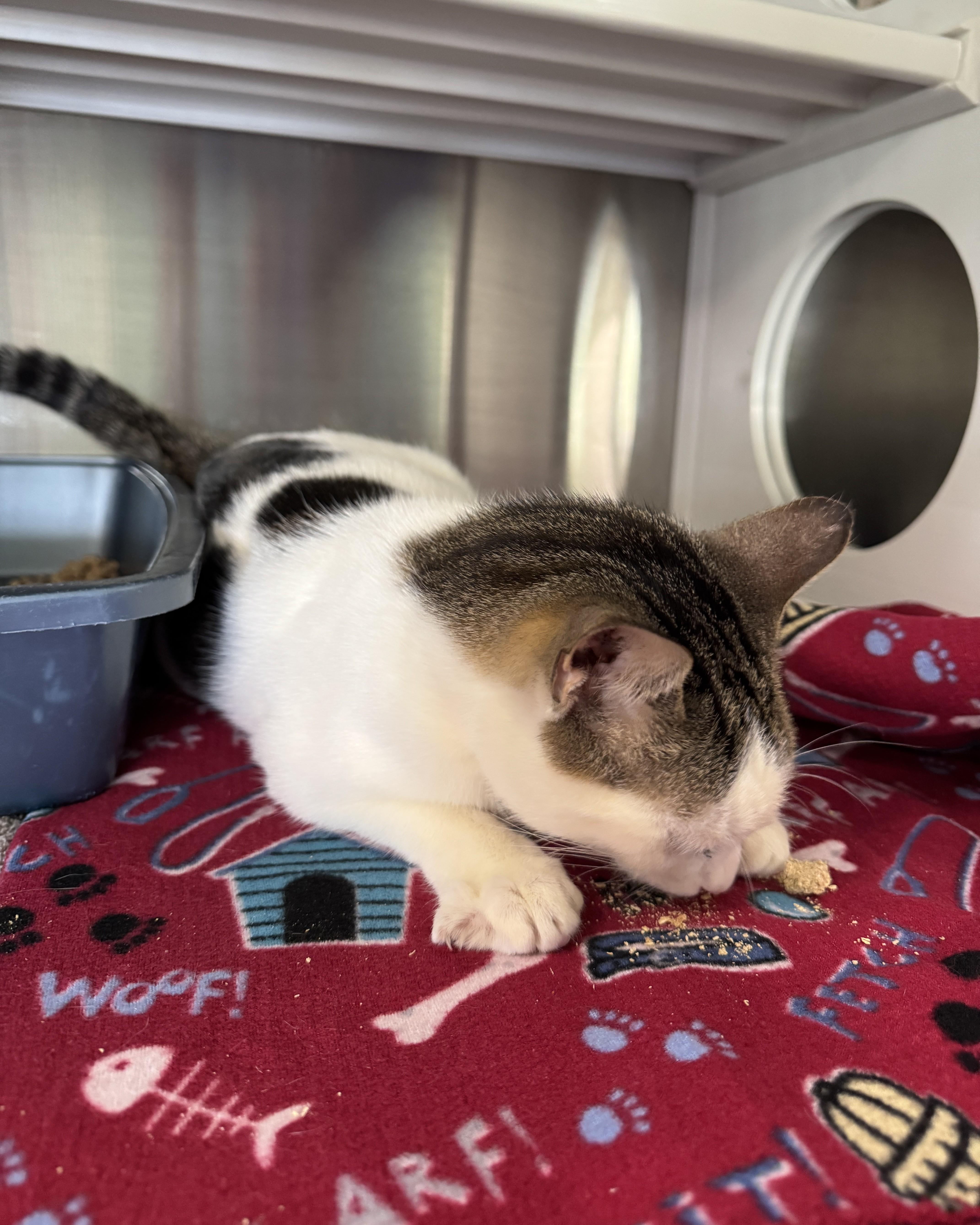 Samson, a ADOPTABLE Domestic Short Hair in Seneca, PA image 5/5