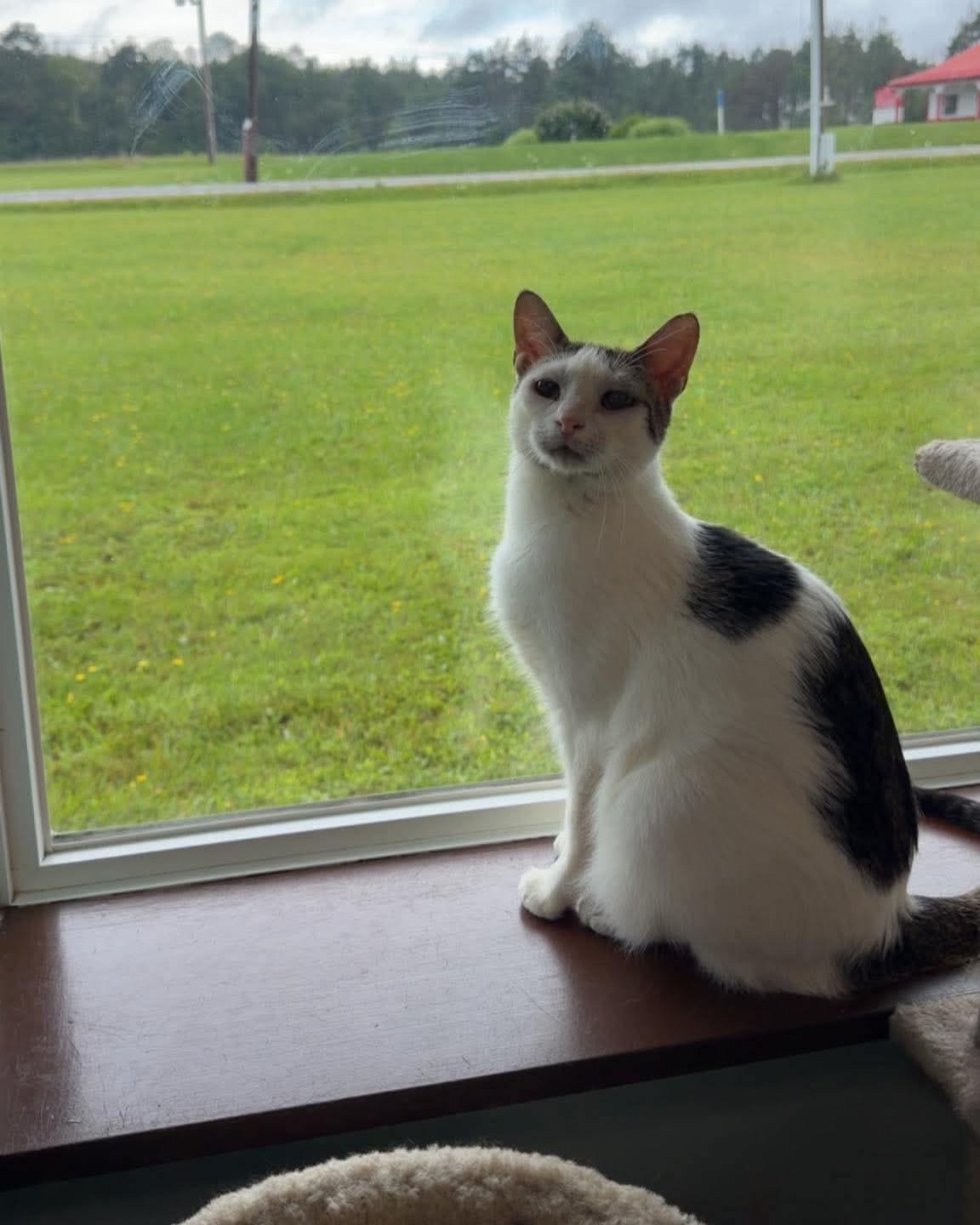 Samson, a ADOPTABLE Domestic Short Hair in Seneca, PA image 1/5