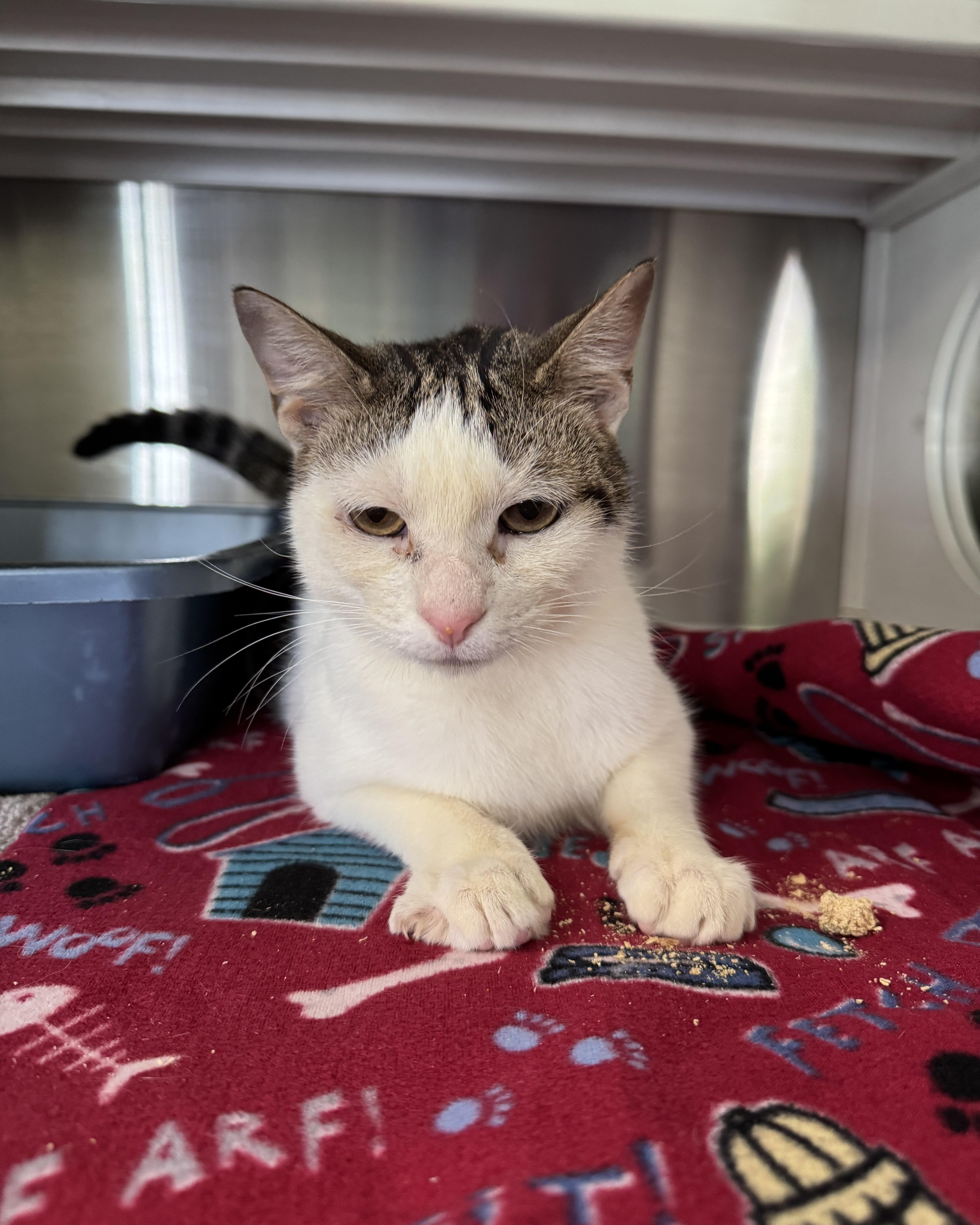 Samson, a ADOPTABLE Domestic Short Hair in Seneca, PA image 2/5