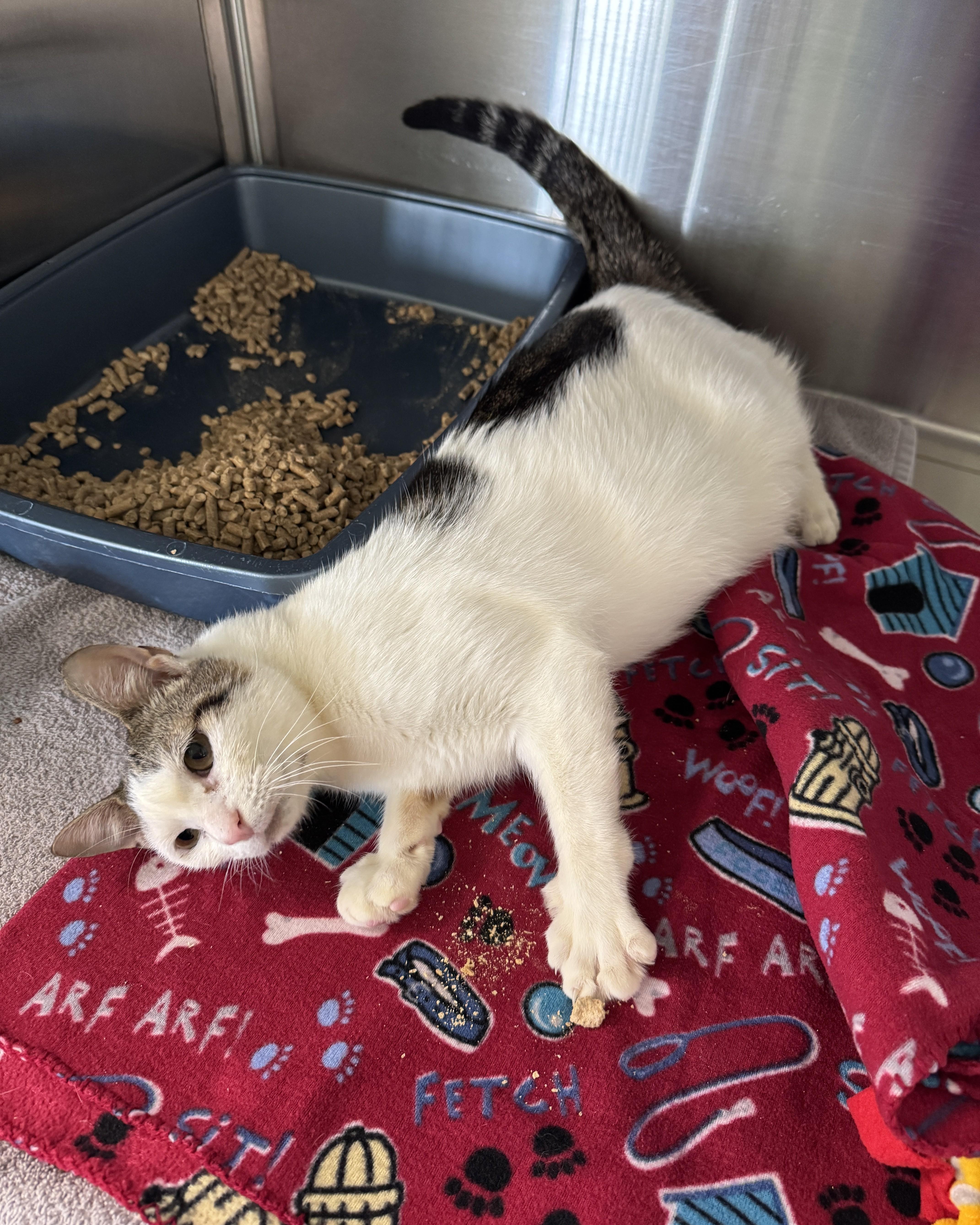 Samson, a ADOPTABLE Domestic Short Hair in Seneca, PA image 4/5