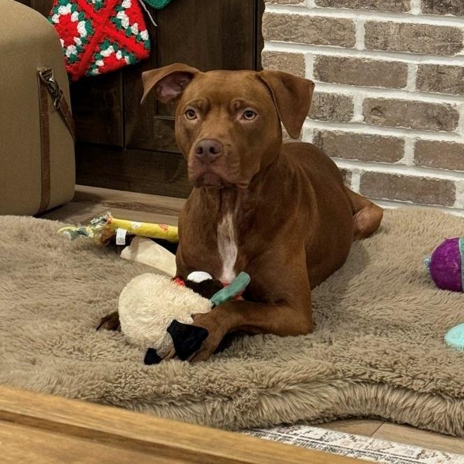 Enlarge Destiny/Penny, a Adoptable mixed breed in Benton City, WA image 2/6