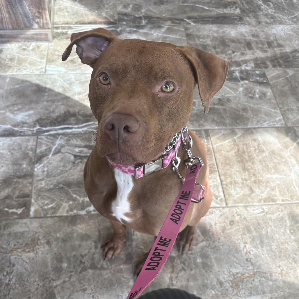 Enlarge Destiny/Penny, a Adoptable mixed breed in Benton City, WA image 5/6
