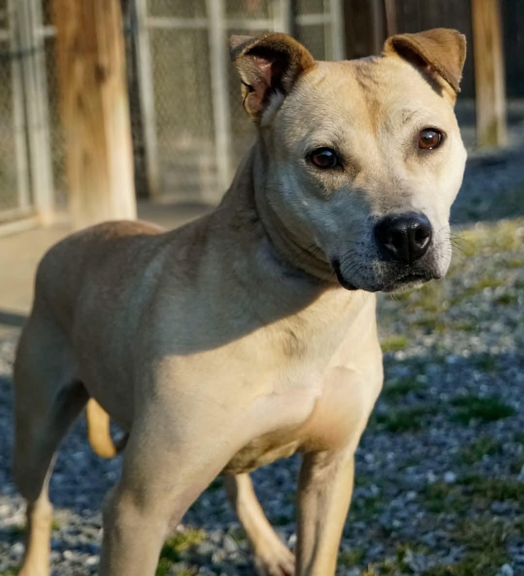 Ivy, Adoptable, Young Female Labrador Retriever.