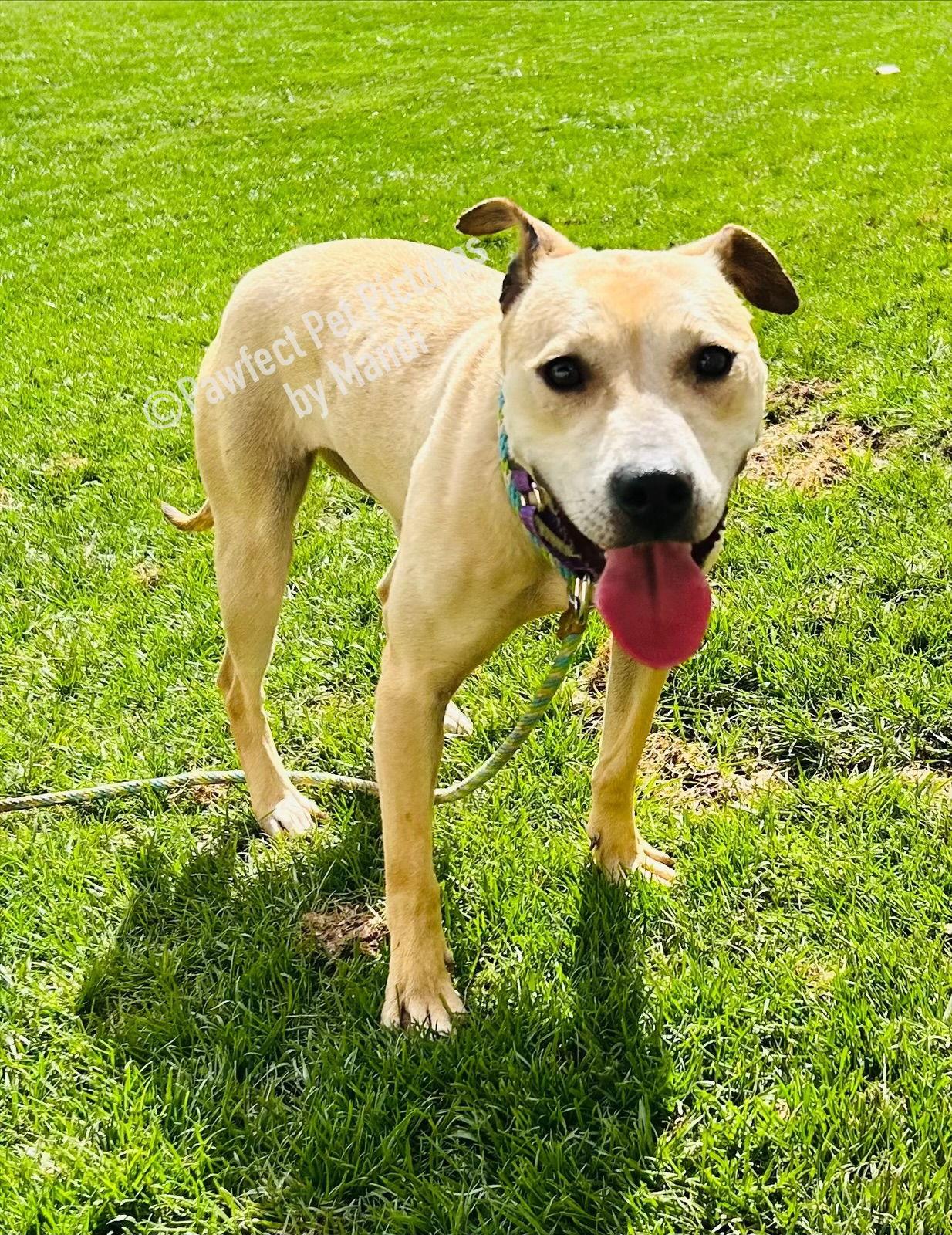 Enlarge Ivy, a Adoptable Labrador Retriever in Elizabethtown, PA image 2/3