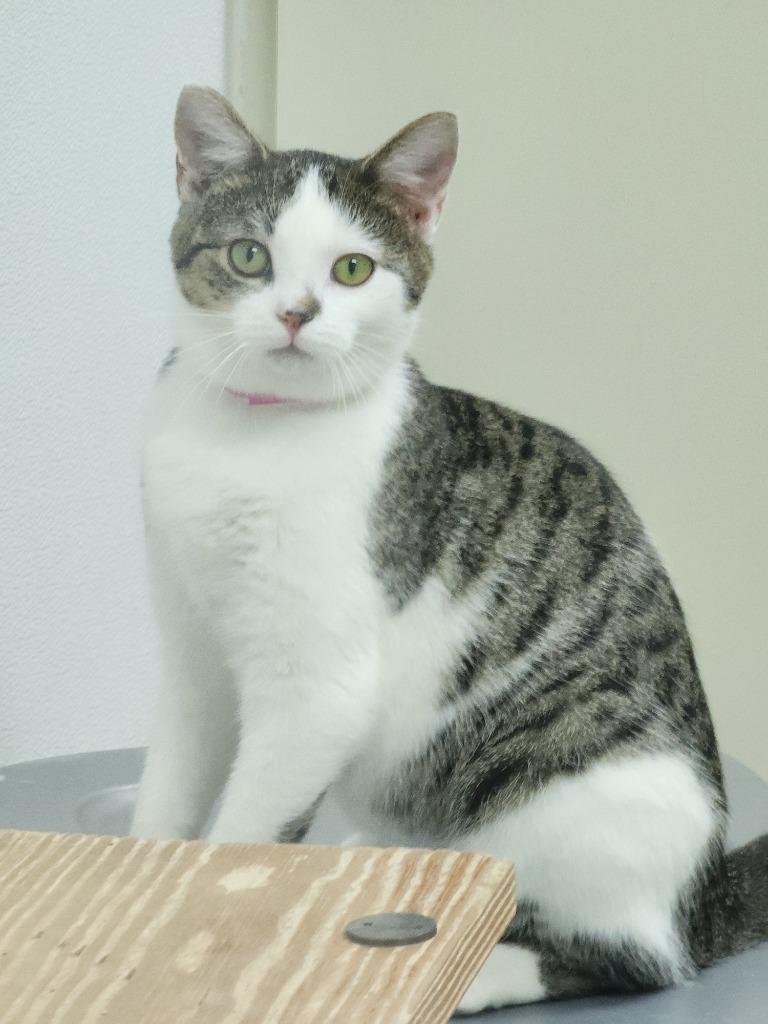Enlarge Mistletoe, a Adoptable mixed breed in Washington Court House, OH image 1/2